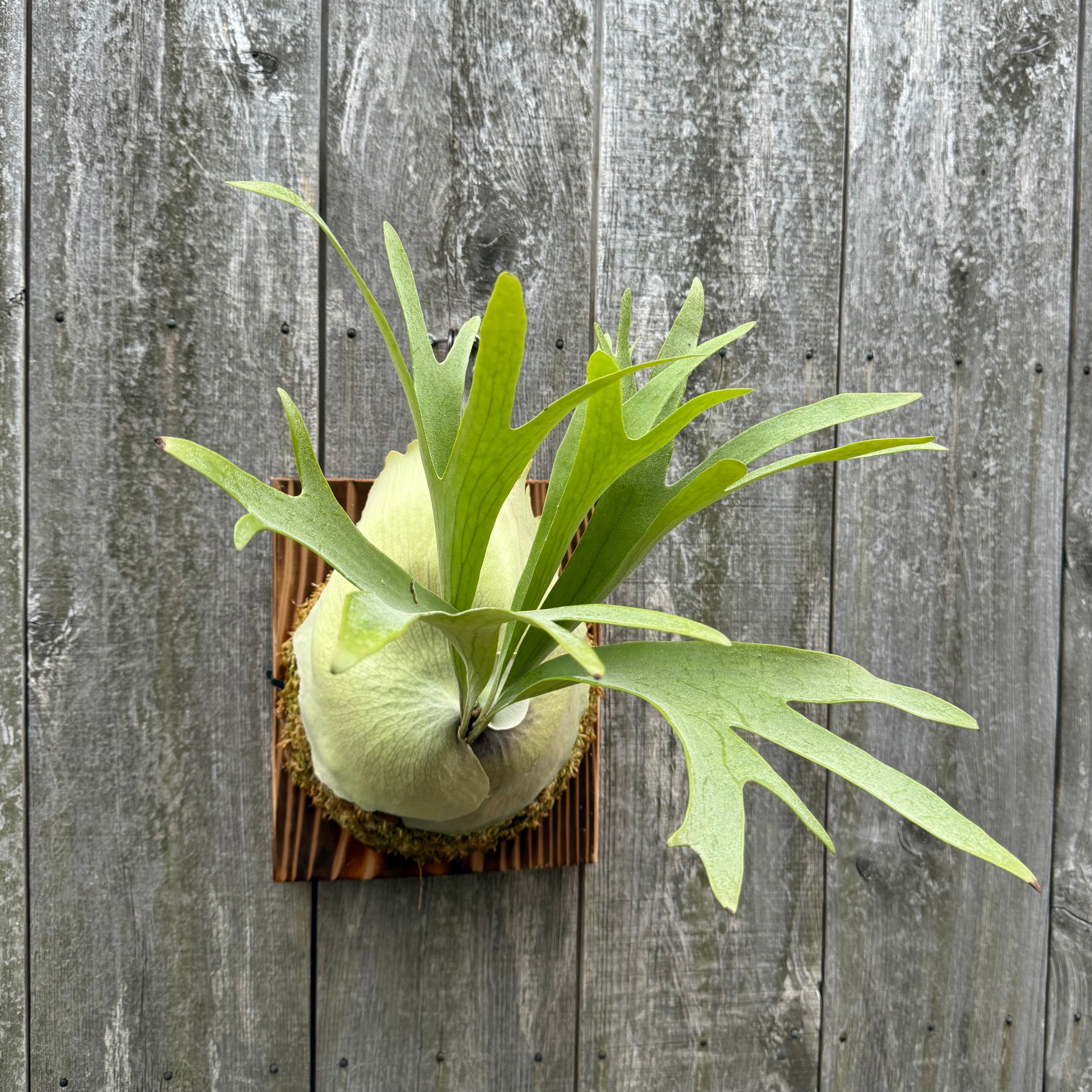 ビカクシダ P.bifurcatum Popcorn (pup) Platycerium bifurcatum Popcorn (pup) | naturefix