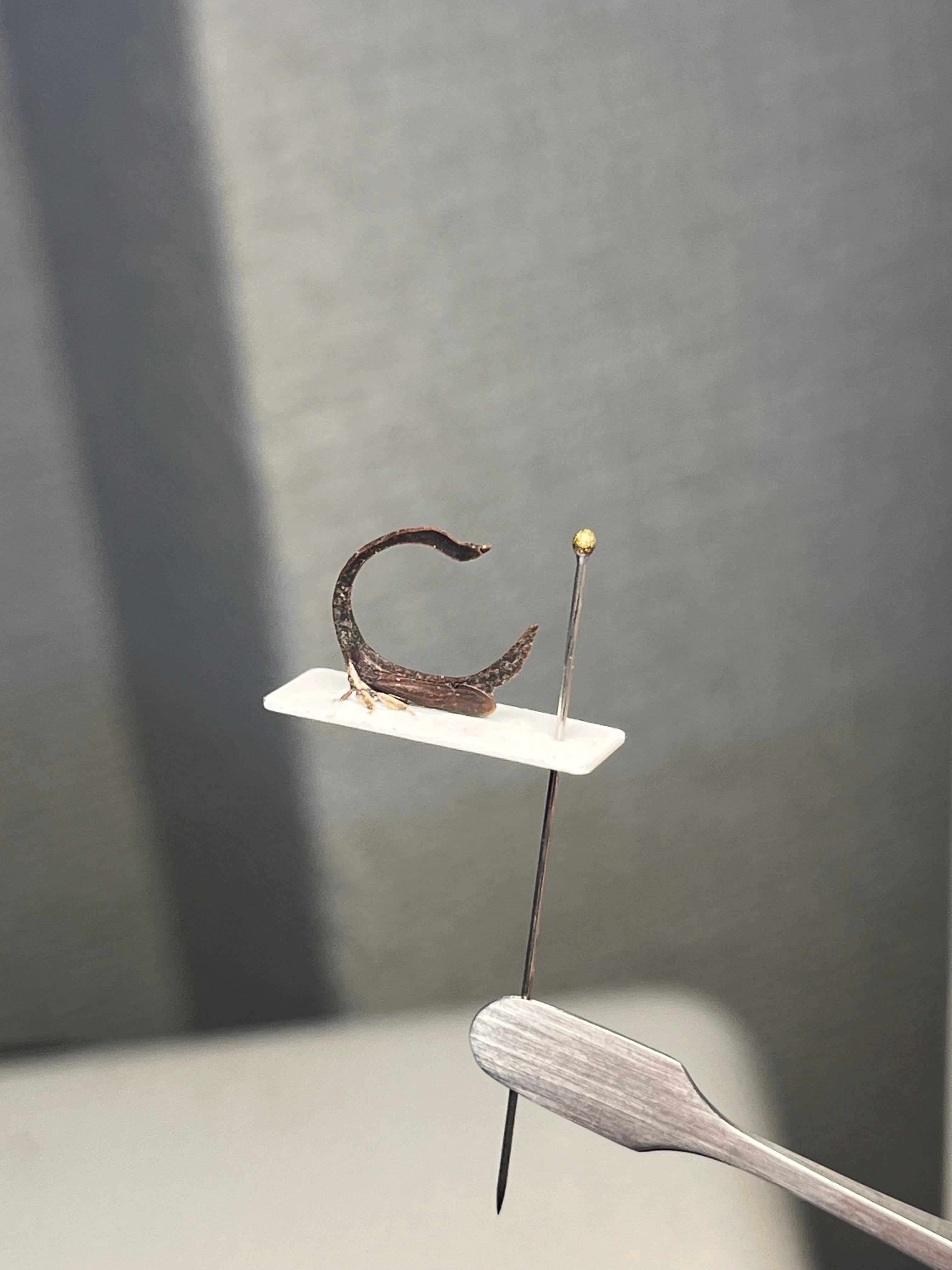 白鳥のようなミカヅキツノゼミの一種 標本セミ ホタル 蛍 タマムシ
