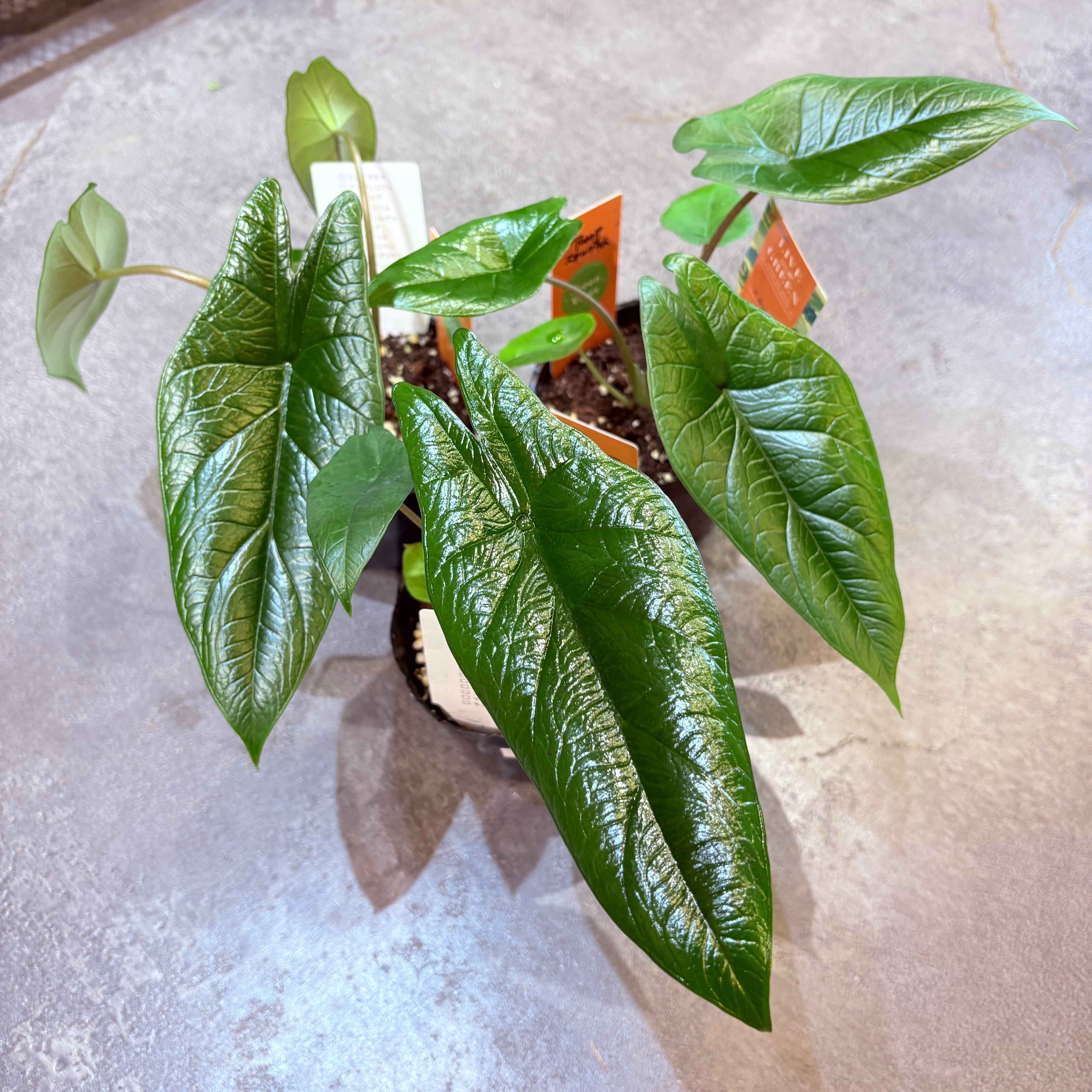 アロカシア スカルプラム 3.5号 | Green Vibes 宇都宮市の観葉植物専門店
