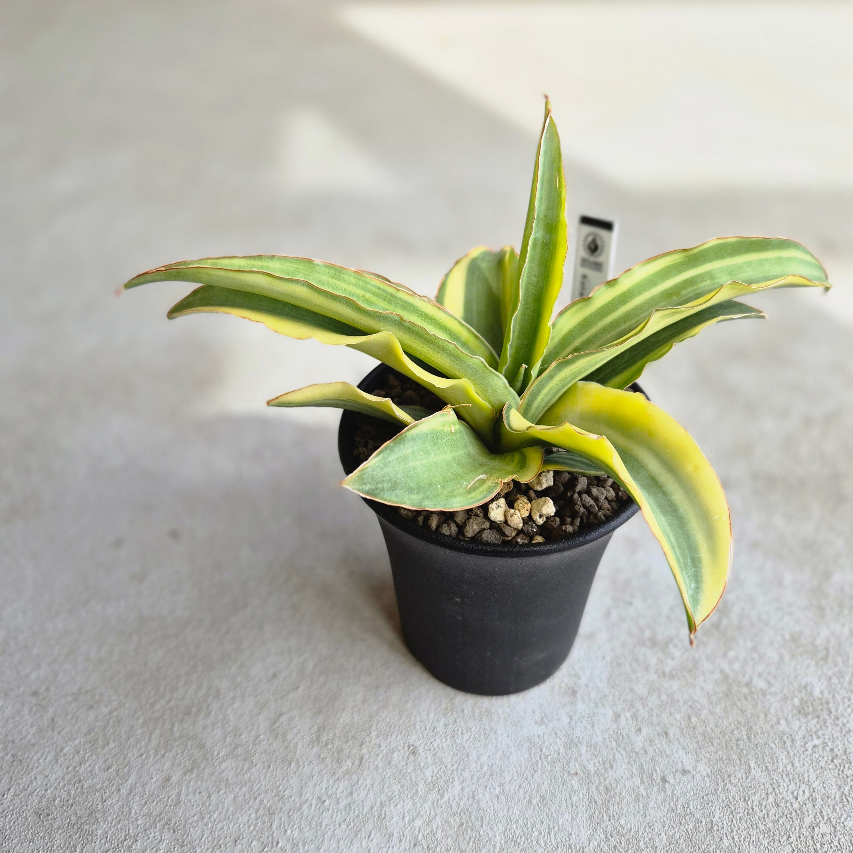 サンスベリア・カタナ 斑入り（Sansevieria Katana Variegated