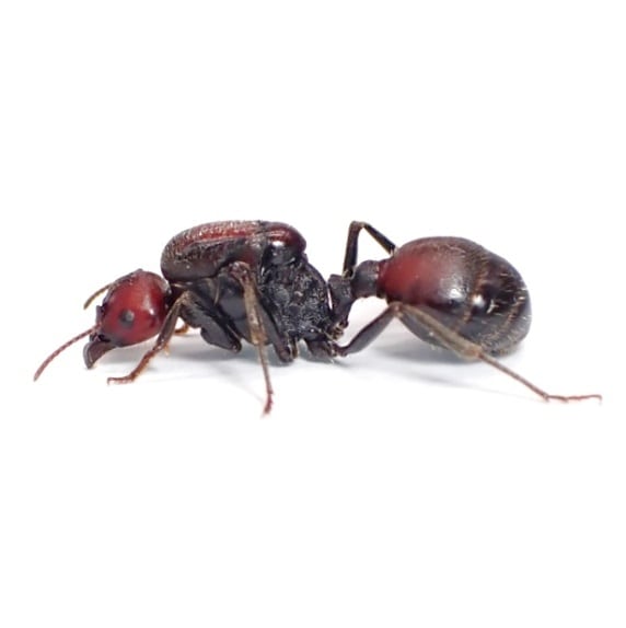 おすすめ 昆虫 虫 生物 生き物 ムネアカオオアリ女王蟻一匹と働き蟻五