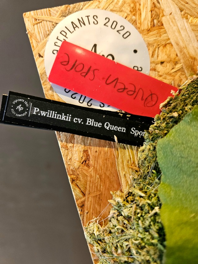 P.willinckii cv. Blue Queen Sporelings【artPLANTs】ビカクシダ/ Platycerium