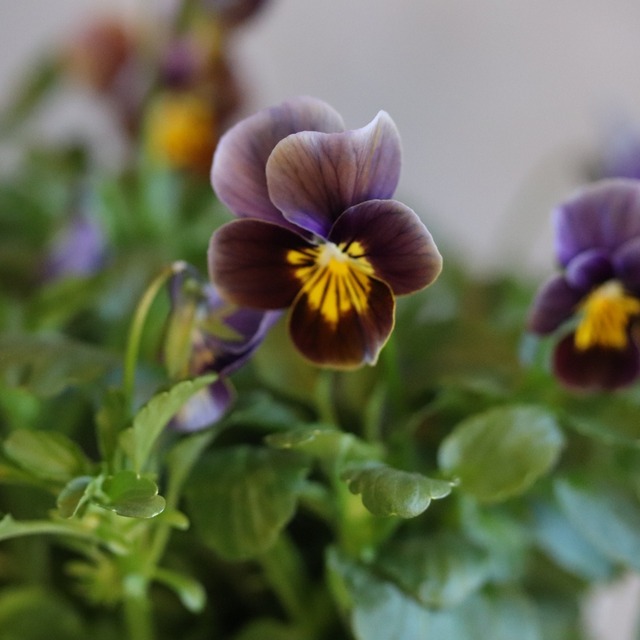 ビオラ　フロスティッドチョコレート　冬から春にオススメのお花　よく咲く　シャビーシックにおすすめ