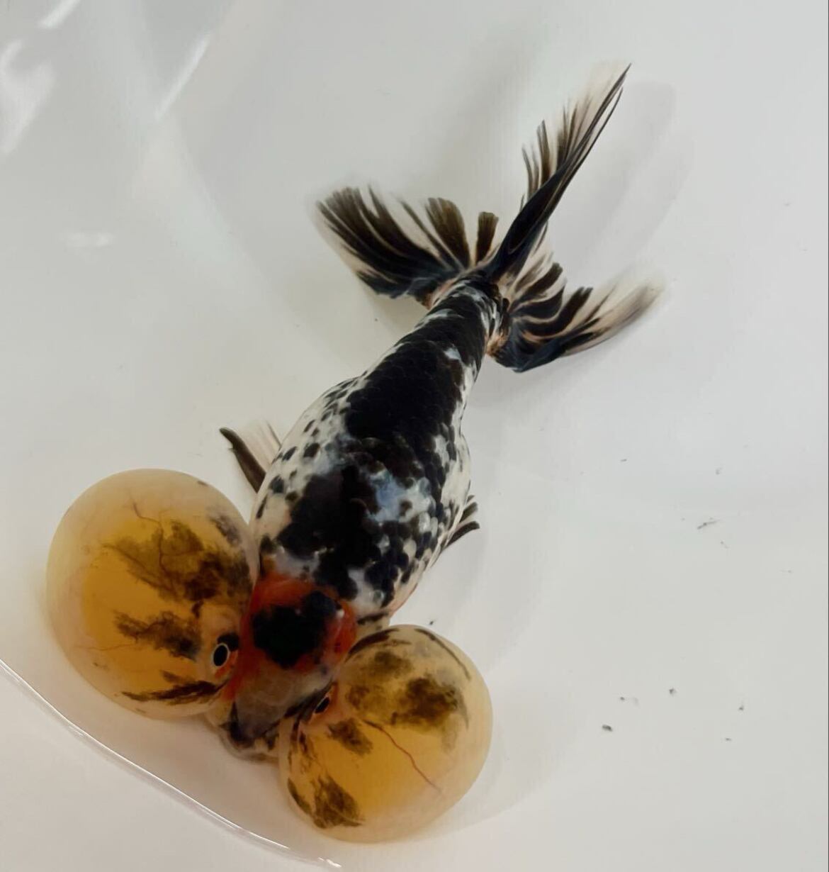 プレミアム 中国便 水泡眼 五色水泡眼 五色らしい華やかさ 二歳 No2