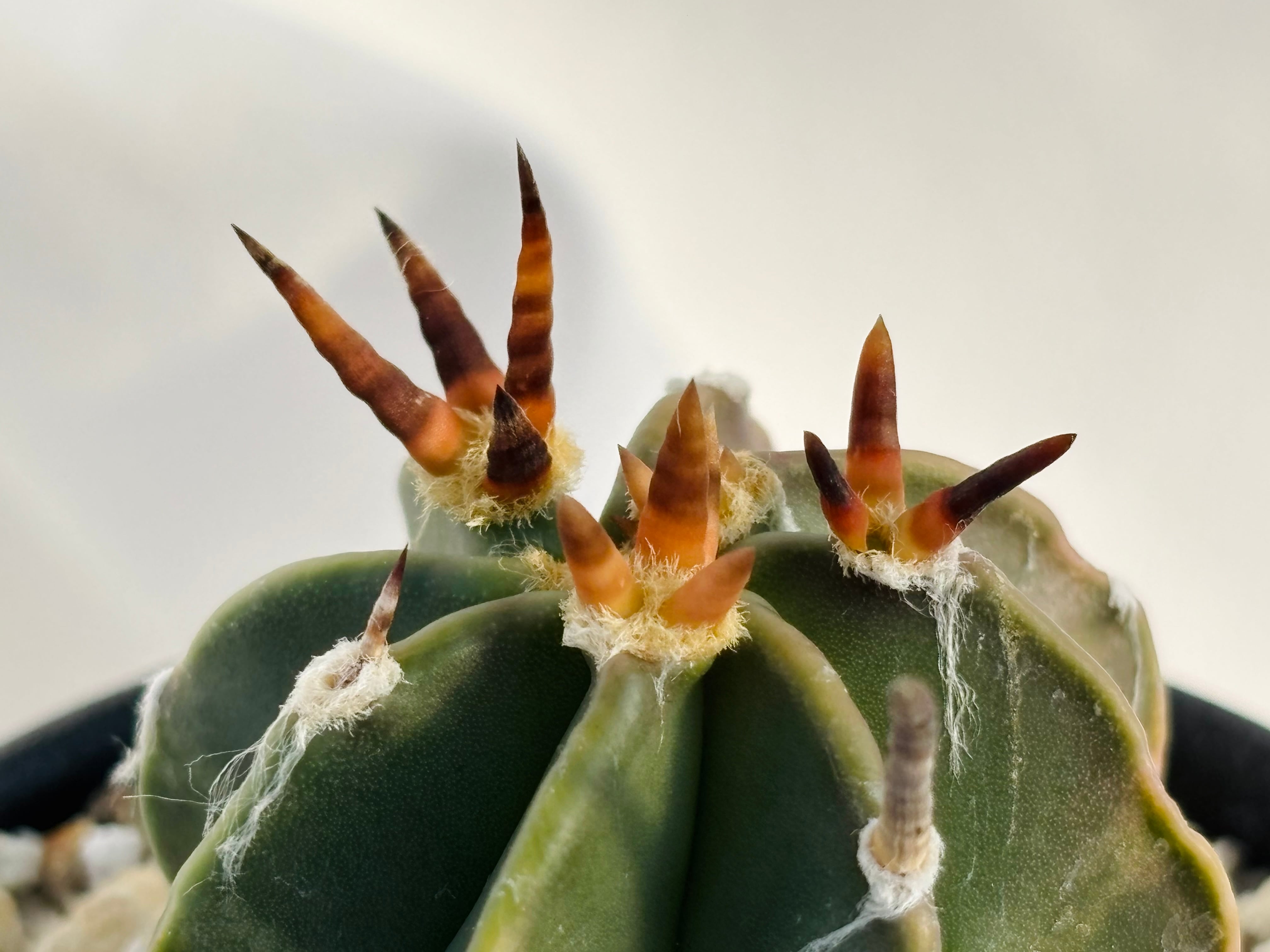 Astrophytum capricorne v. crassispinum アストロフィツム 水牛大鳳玉