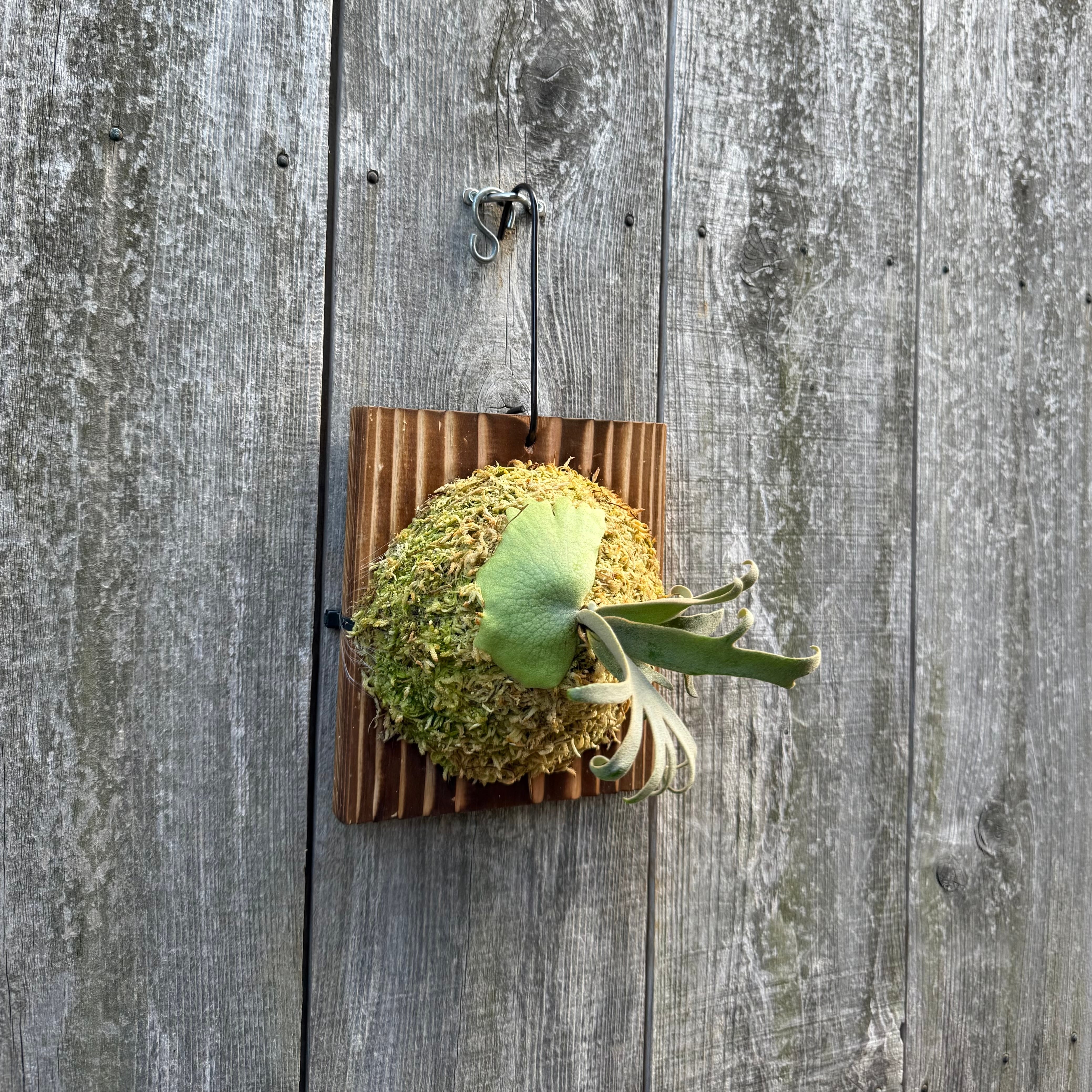 P. willinckii watchara sporelings dwarf (pup) | naturefix