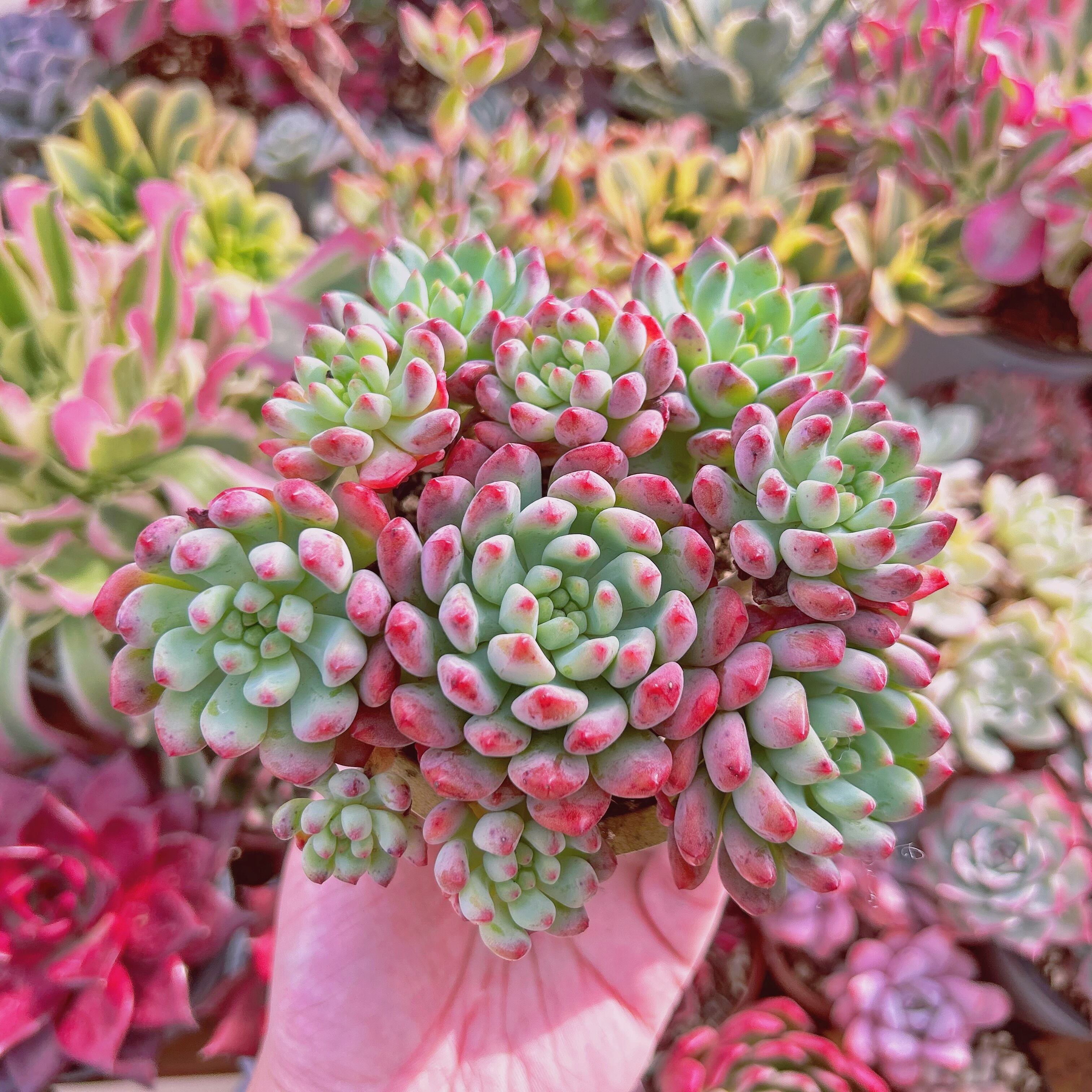 多肉植物 Sedum ブルーエルフ 5頭以上 特大 | るる農園~多肉植物専門