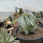 Euphorbia hyb. horrida【ユーフォルビア・玉型白ホリダ】