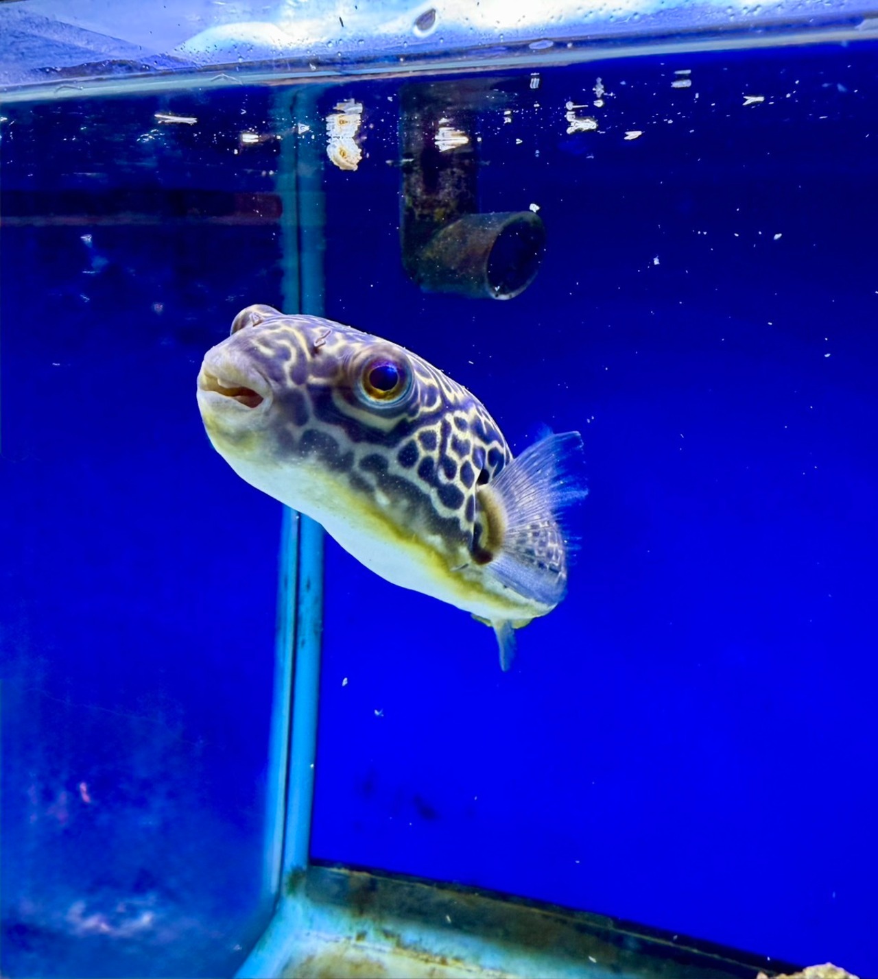 テトラオドン・ムブ - 2