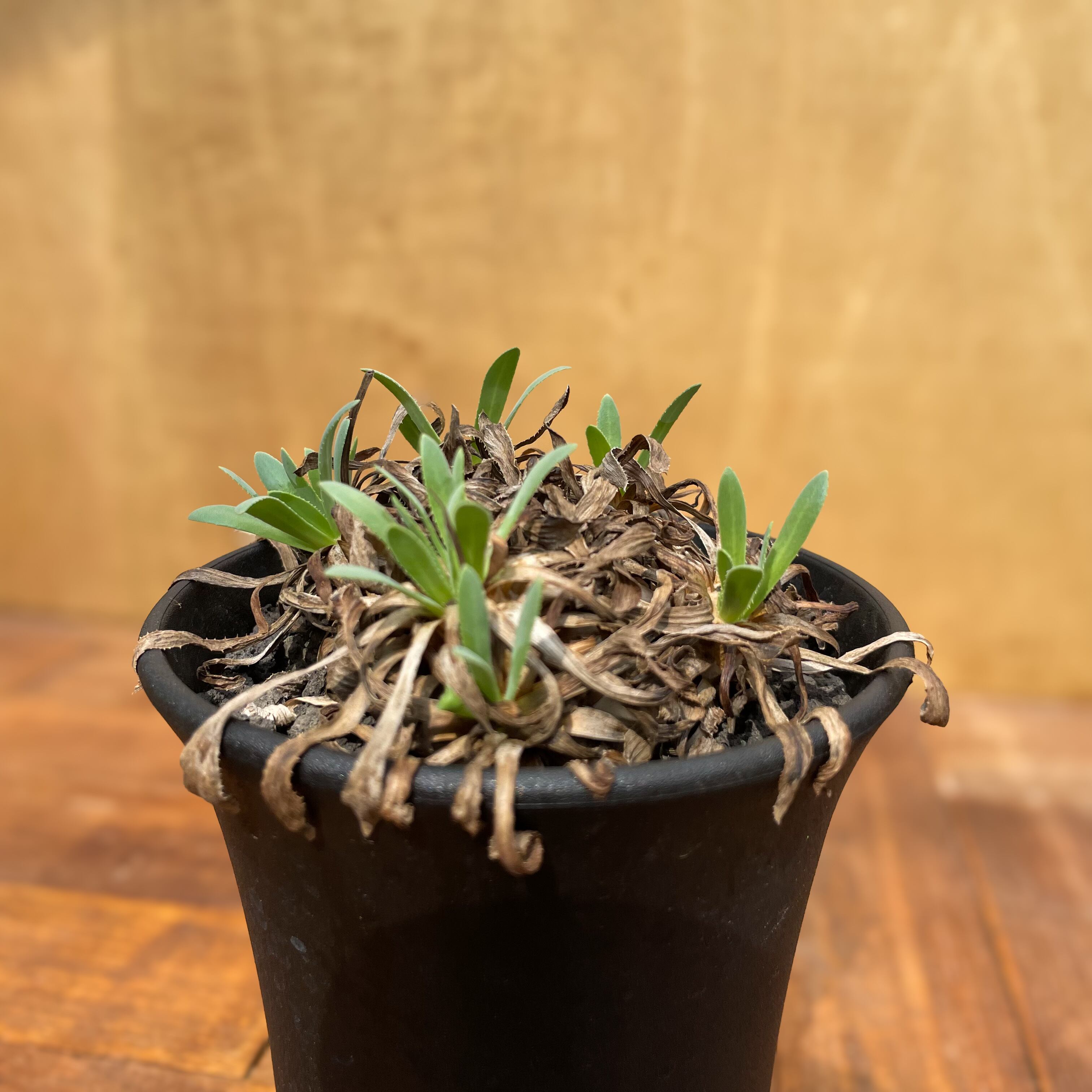 Othonna retrorsa【オトンナ・レトロルサ・実生】 | RIMO'S GREEN