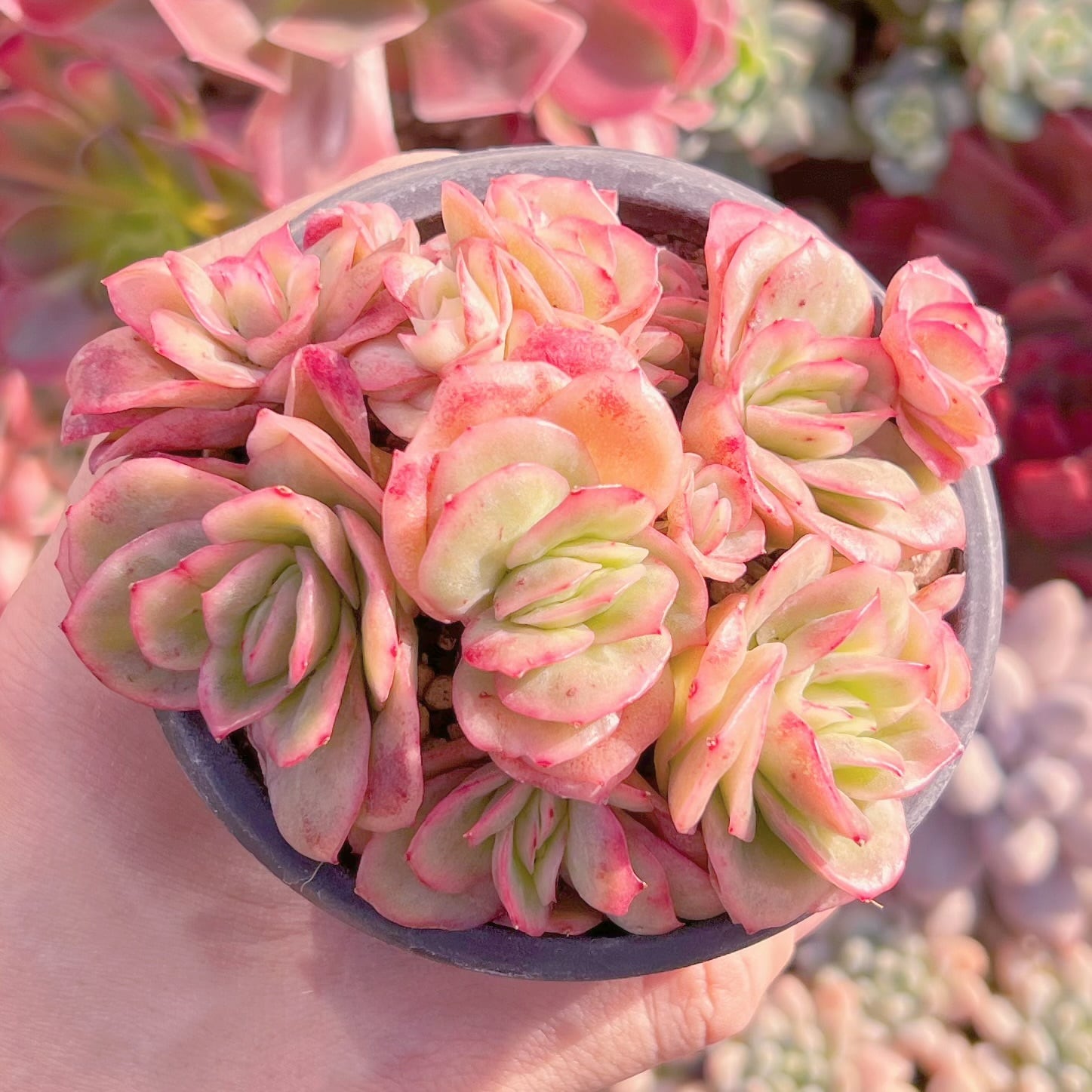 現品　アイスラブリーローズ錦#093    群生   るる農園