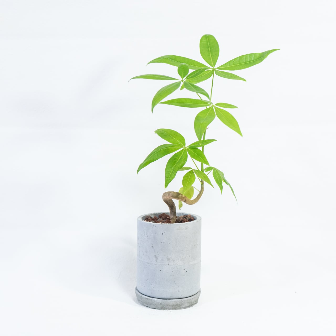 パキラ 個性ある曲がりの幹と艶やかな葉 癒しのインテリアグリーン お部屋を彩る一点物の鉢植え