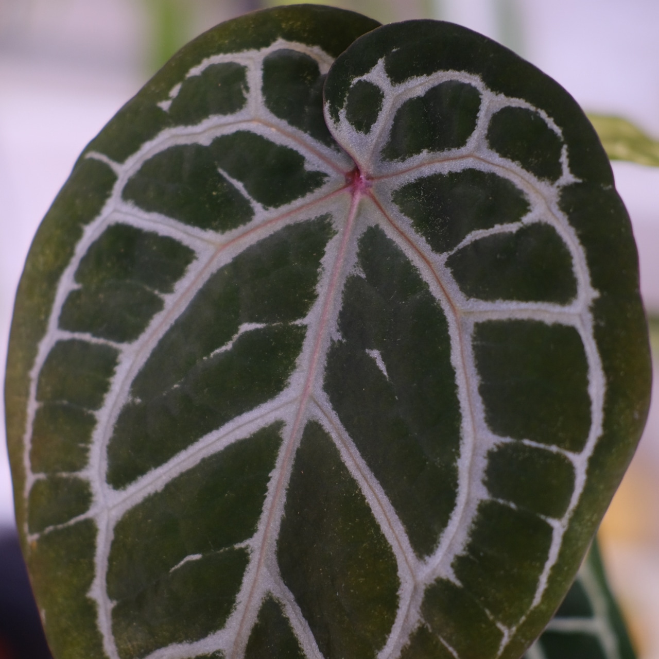 【正規タグ】Anthurium 'Michelle' by DOC BLOCK│アンスリウム・ミシェル│観葉植物