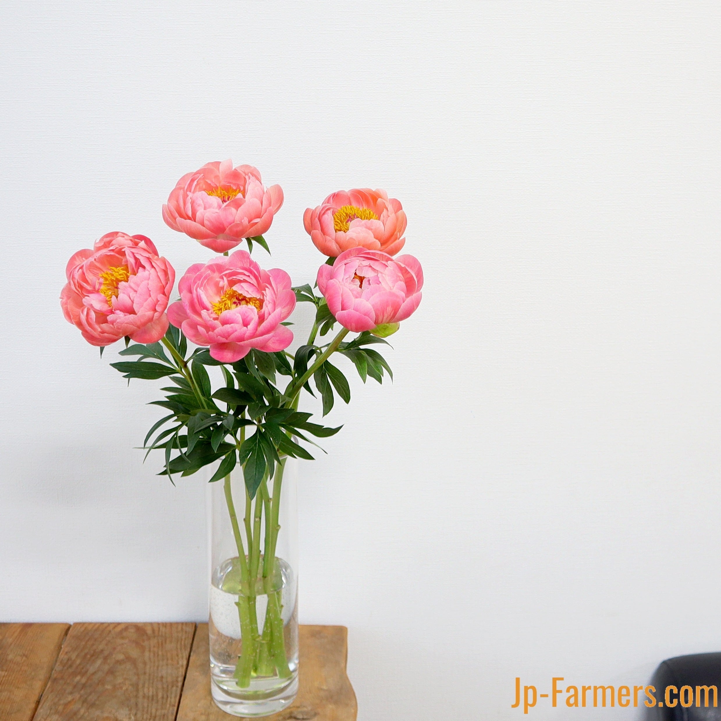 咲かせやすさNO.1】 野島茂一郎さんの芍薬 コーラルチャーム（サンゴ