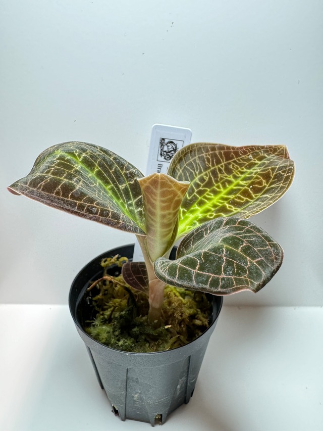 【NEW】ジュエルオーキッド ドッシニアマルモラータ(あかだまちゃん厳選植物、写真の現物を発送します）