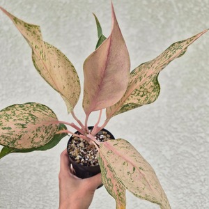 ①《Aglaonema Green Catherine 》アグラオネマ グリーンキャサリン 観葉植物 / レッドリーフ/ポット発送