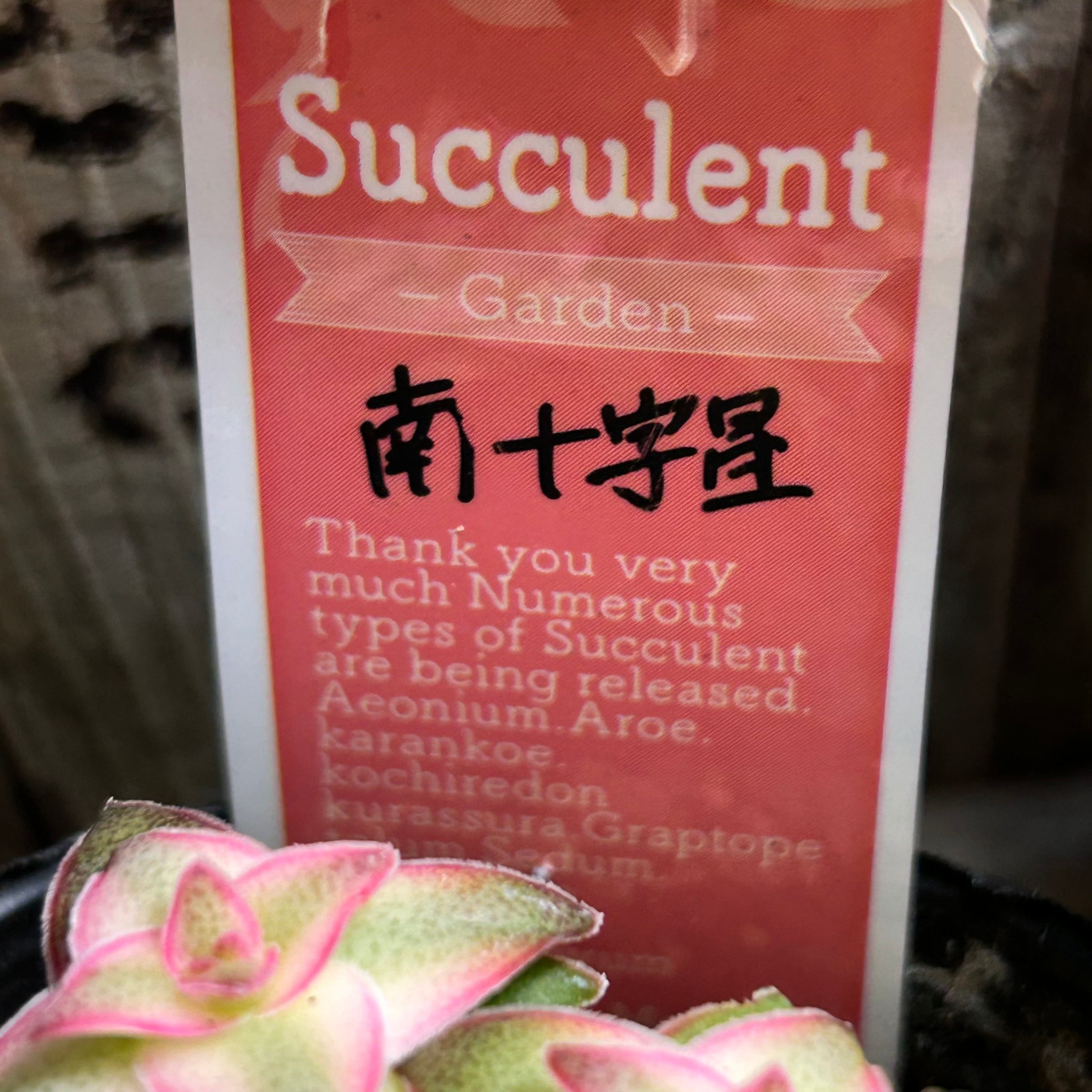 南十字星 | RuPo 多肉植物専門店