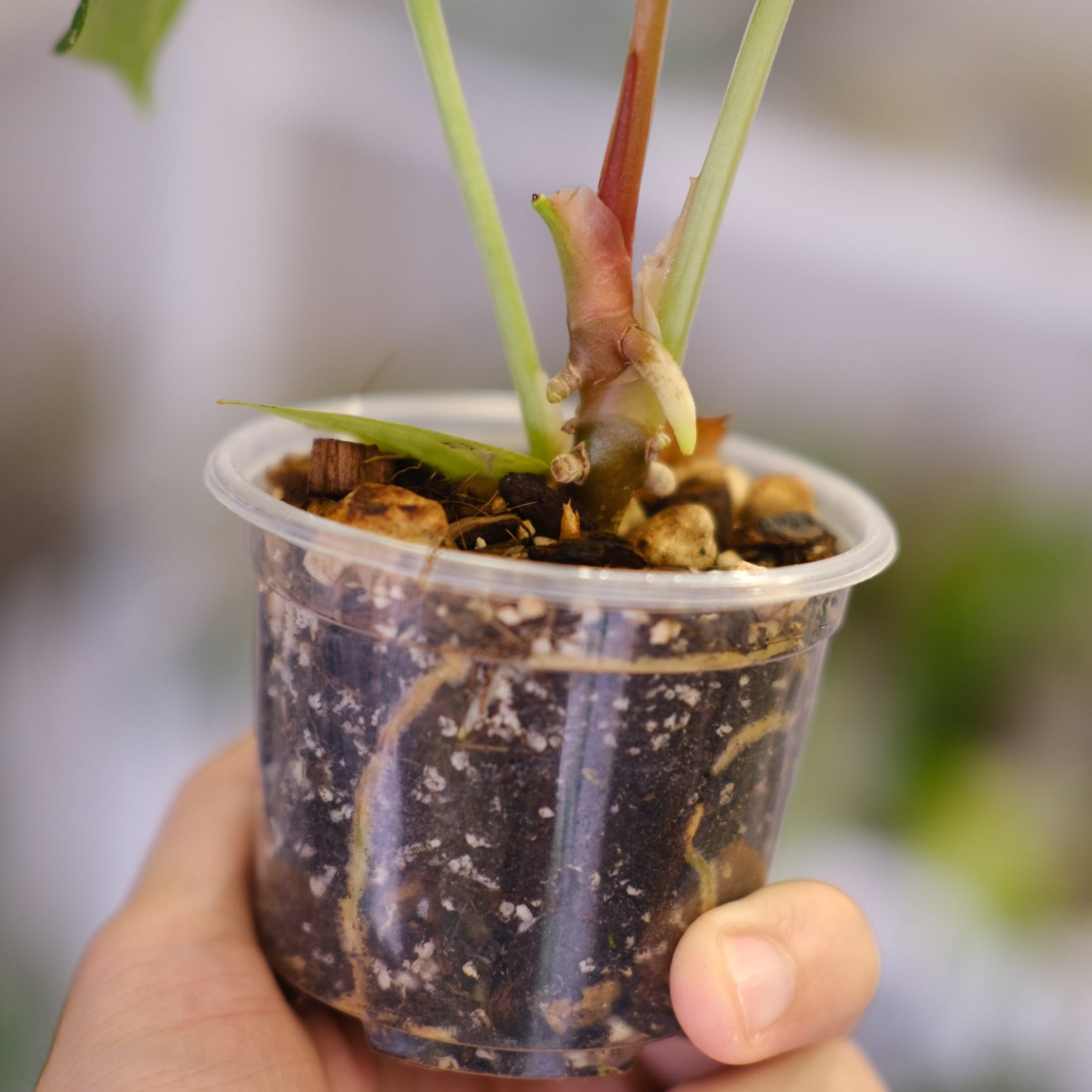 Anthurium moodeanum / アンスリウム・ムーデアナム③