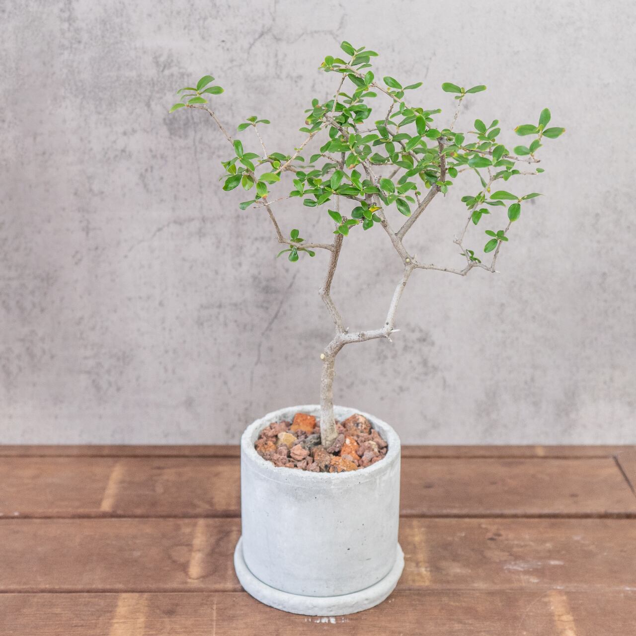 オリーブ・アフリカーナ 涼やかな枝ぶりと繊細な葉がインテリアに映える 自作モルタル鉢植え