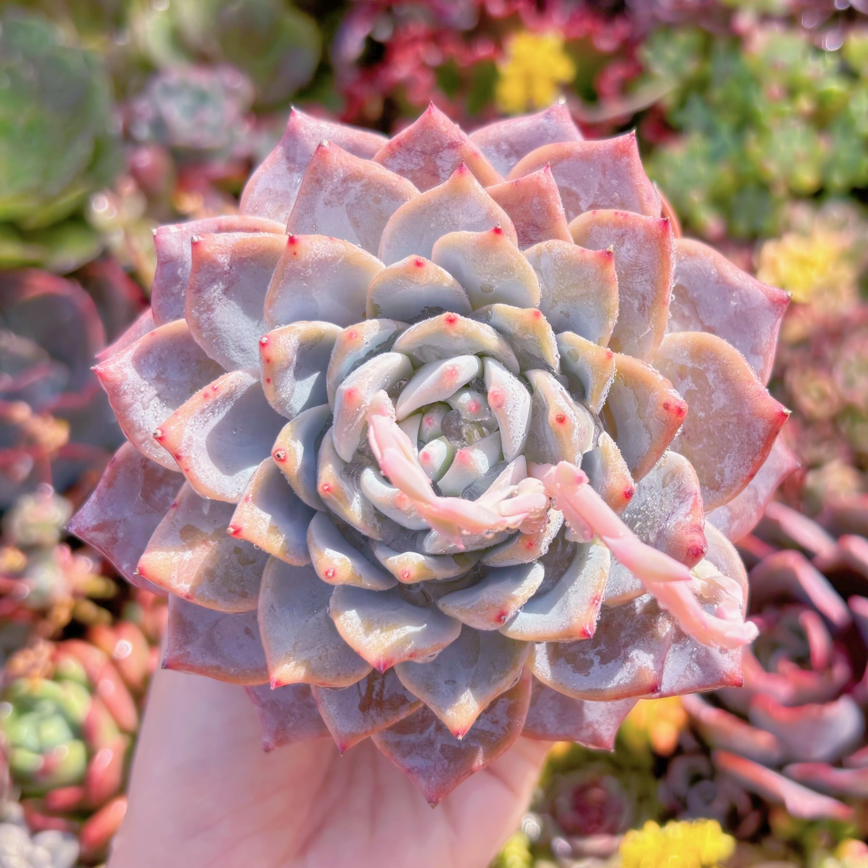 現品　Blue Bird#A07　大苗　古株　るる農園