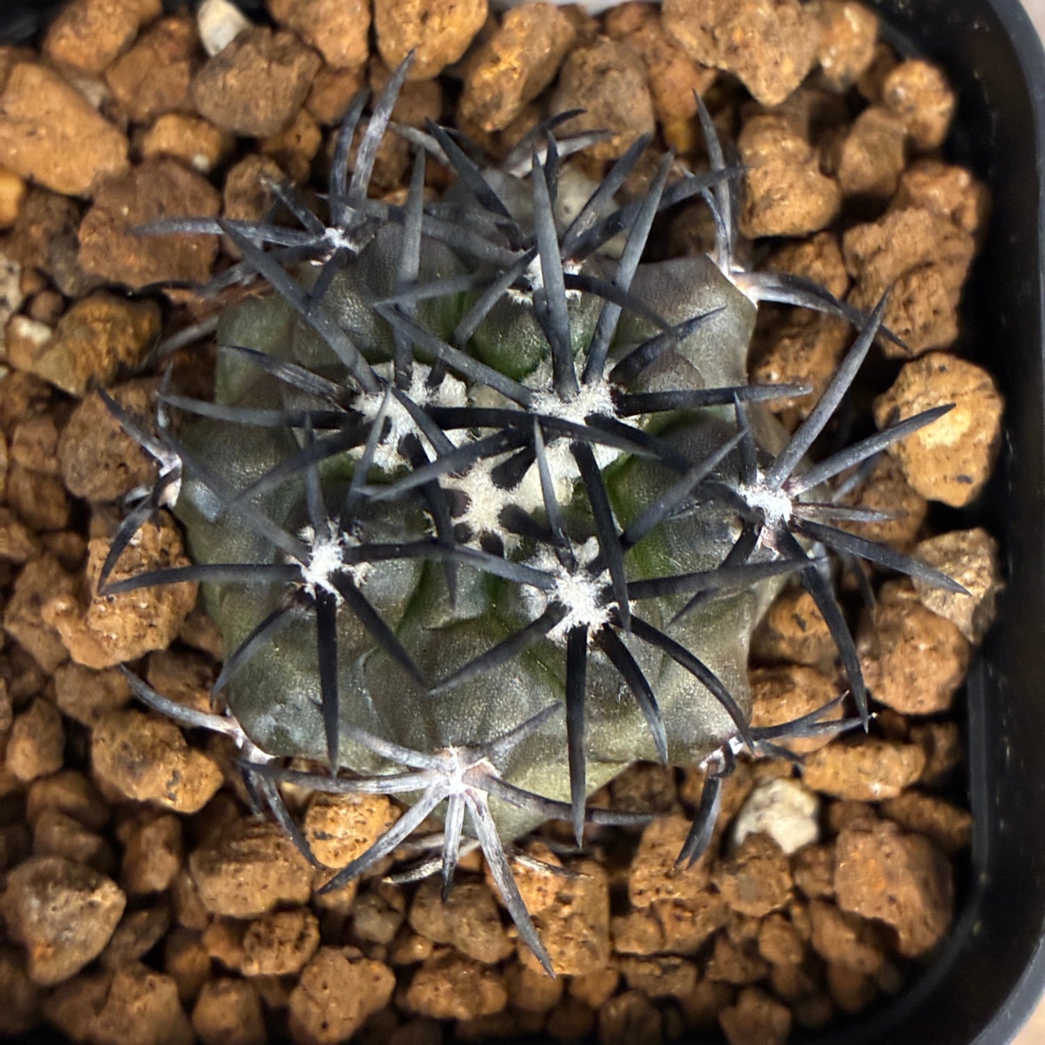 現地球 Copiapoa　コピアポア 銅羅丸　デュラ　輸入株　カキコ自根　貴重 Copiapoa】サボテン コピアポア デュラ 銅羅丸実生【317】 | PROTOLEAF