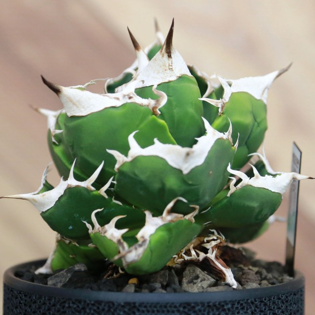 Agave titanota SAD (South Africa Diamond) アガベ チタノタ / 中株(3.5号鉢)/Lot.001