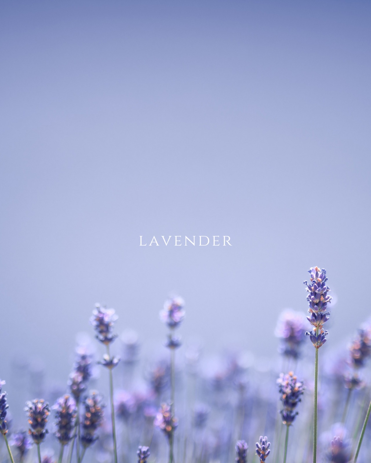 lavender drop earring 【数量限定】