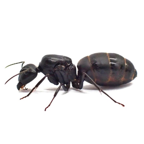 クロオオアリ｜女王｜コロニー｜Camponotus japonicus