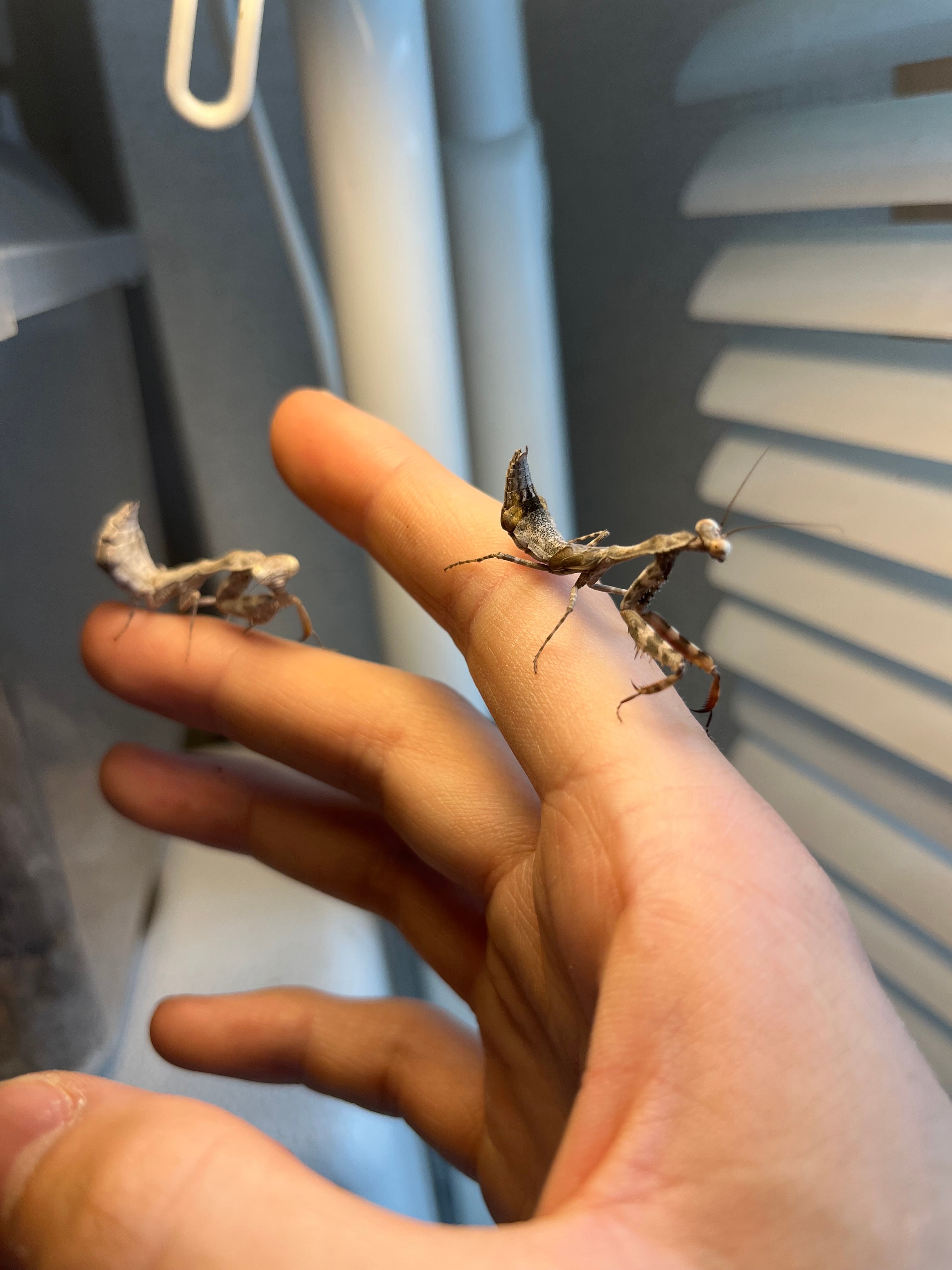 極美個体】テナガカミキリ 全長74mm 昆虫標本甲虫 標本 | オモニキチュウ