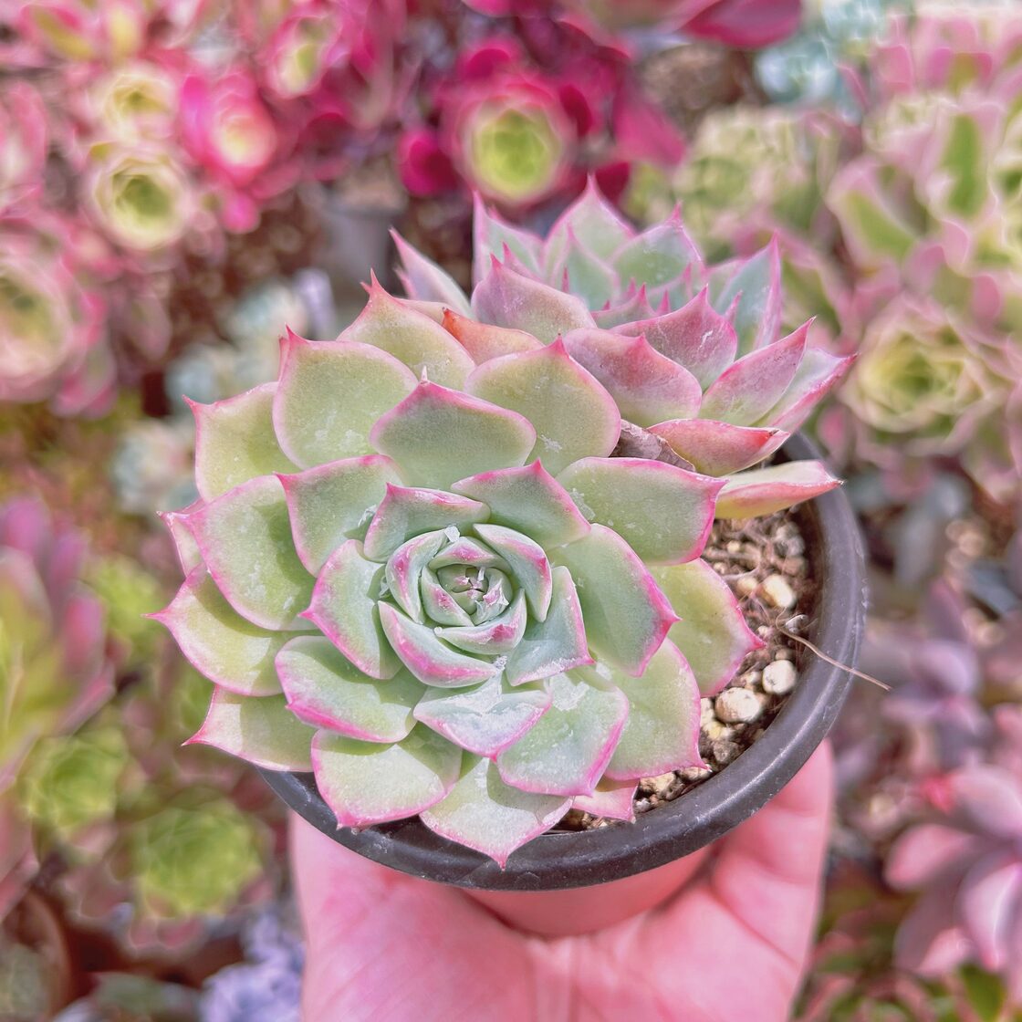 2229現物 多肉植物 Echeveria ピンクチップス | PAY ID