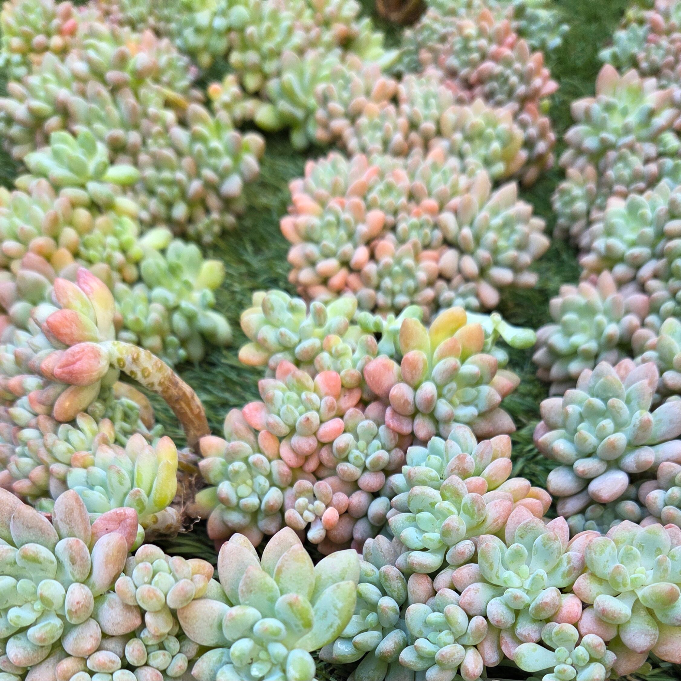 多肉植物苗 | 多肉Garden＊Grow