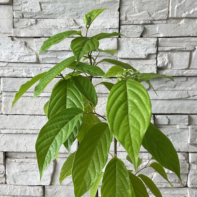 イランイランの木 橋本種苗園