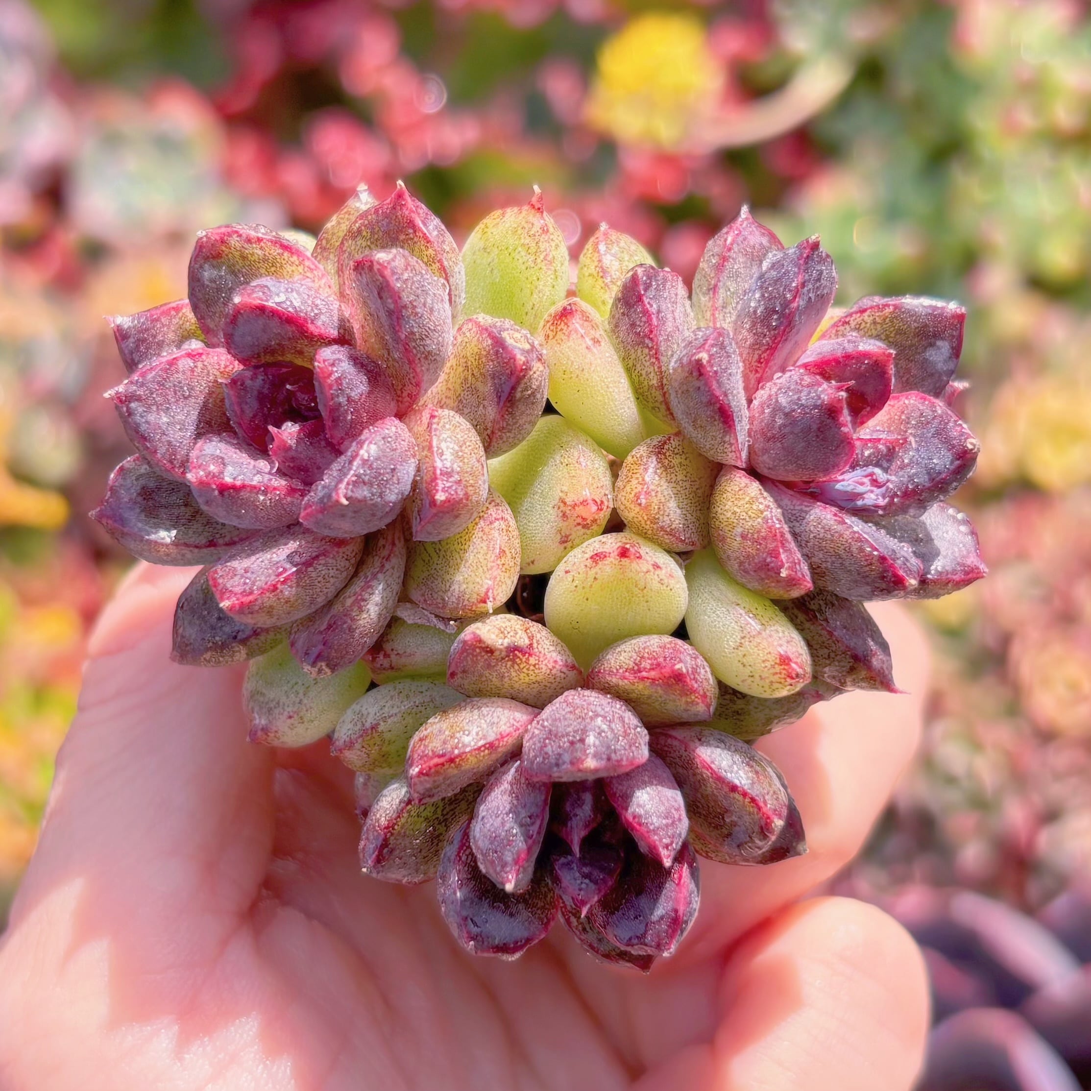 多肉植物　紫水晶　群生　新入荷　るる農園