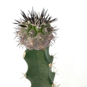 サボテン　コピアポア　黒王丸 紅疣斑　接木【405】