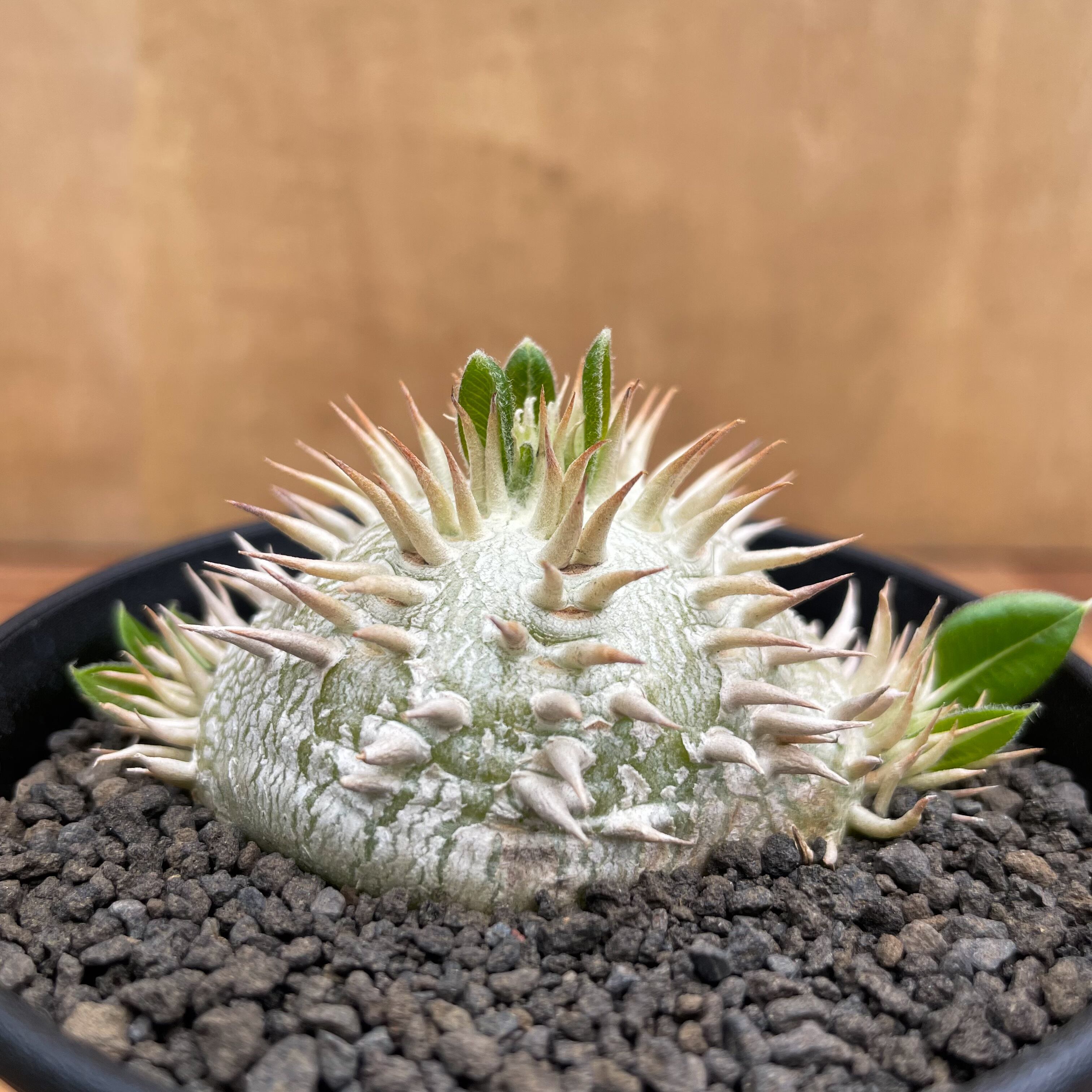 Pachypodium brevicaule【パキポディウム・ブレビカウレ・白花・実生