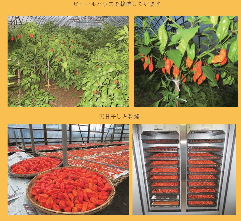 一味激辛唐辛子「鬼辛」 2本セット（送料込み） | 選食菜（sensyokusai）