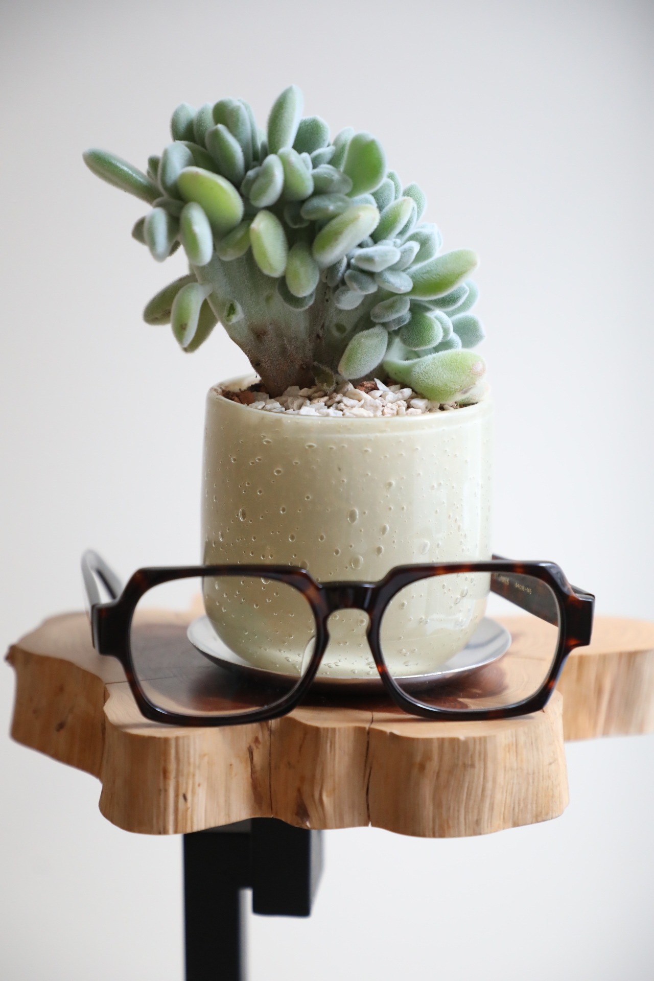 【S】エケベリア プルビナータ 綴化/Echeveria　※陶器鉢付き