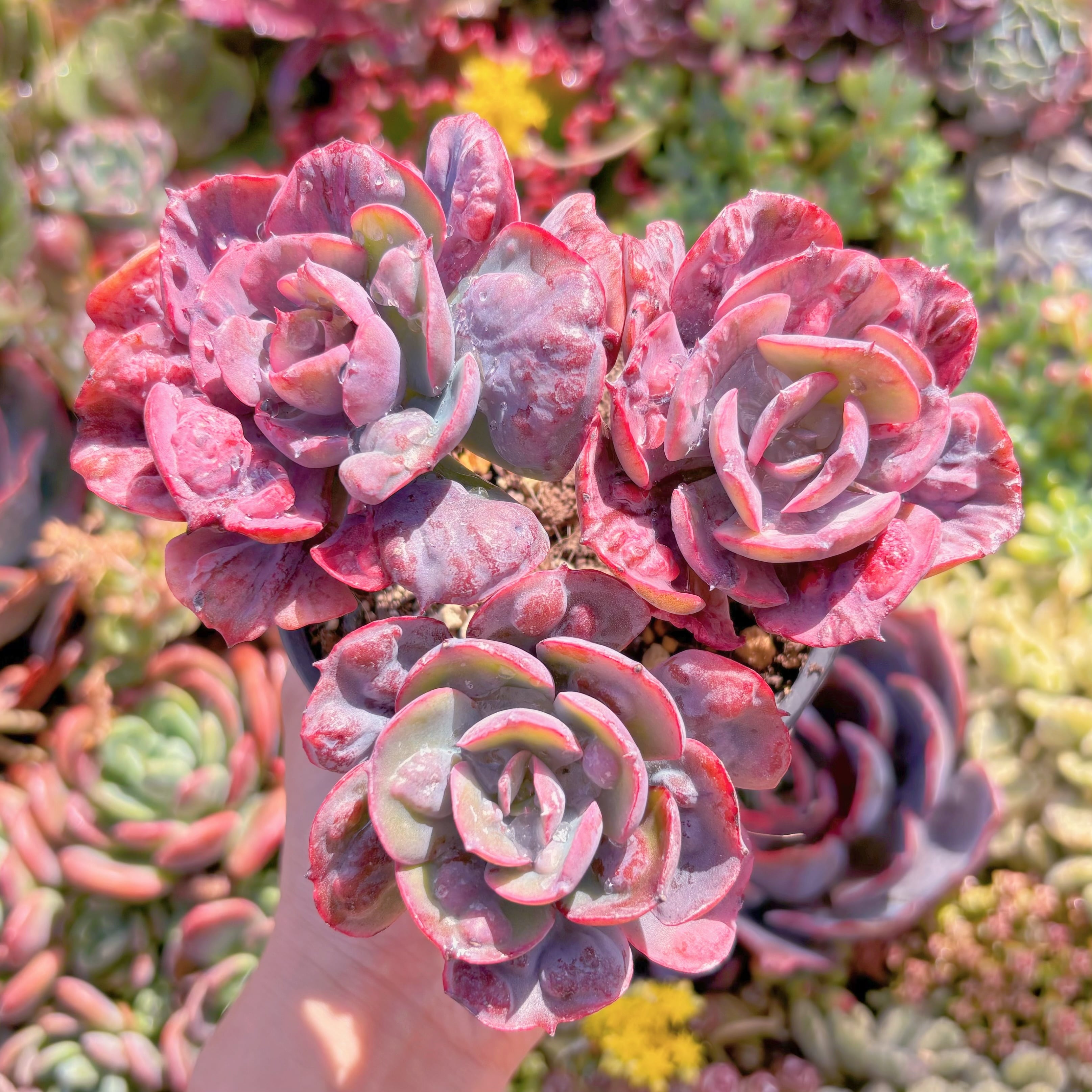 現品　ビヨンセ錦#663　大群生　るる農園