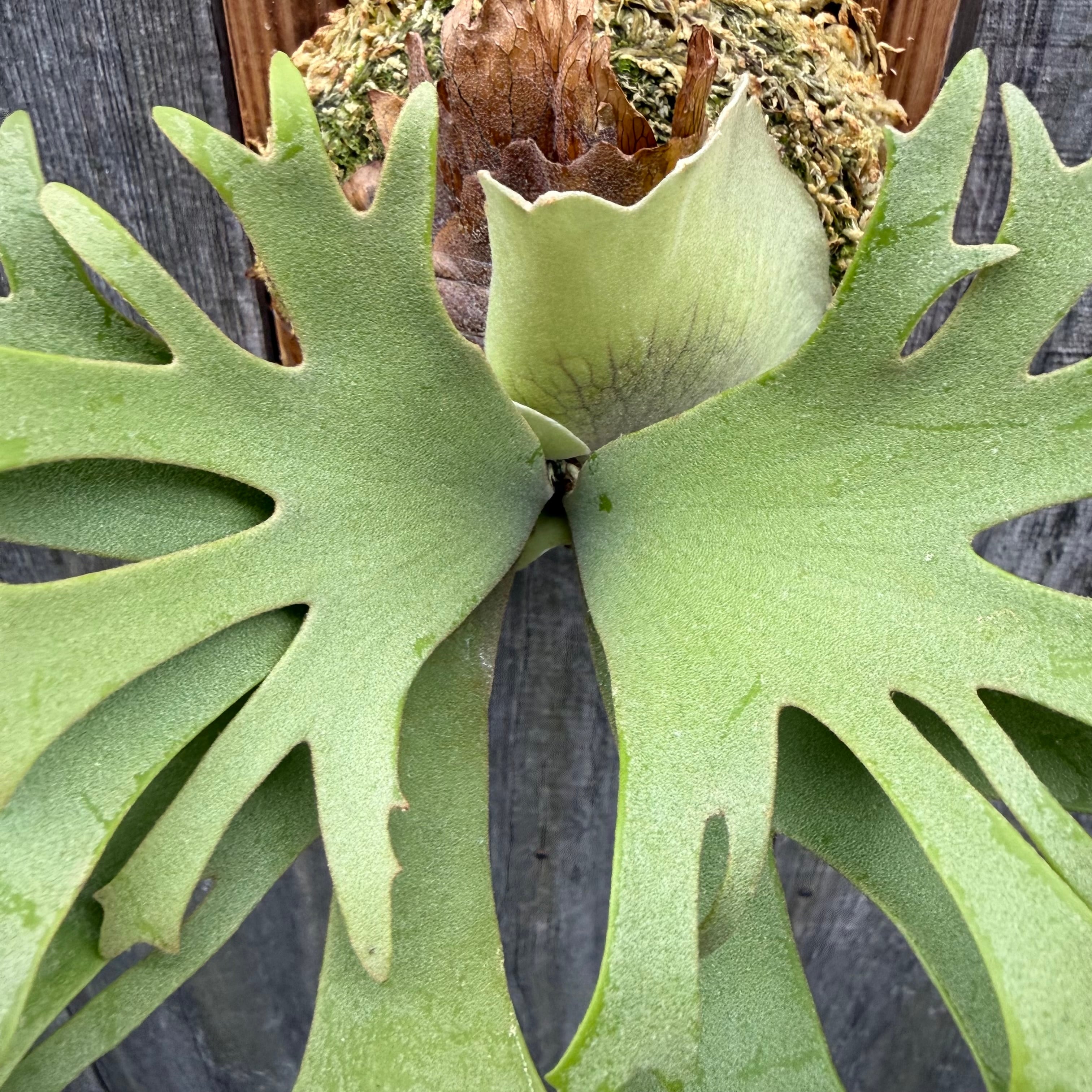P. willinckii O.M.G sporeling “WASABI” | naturefix