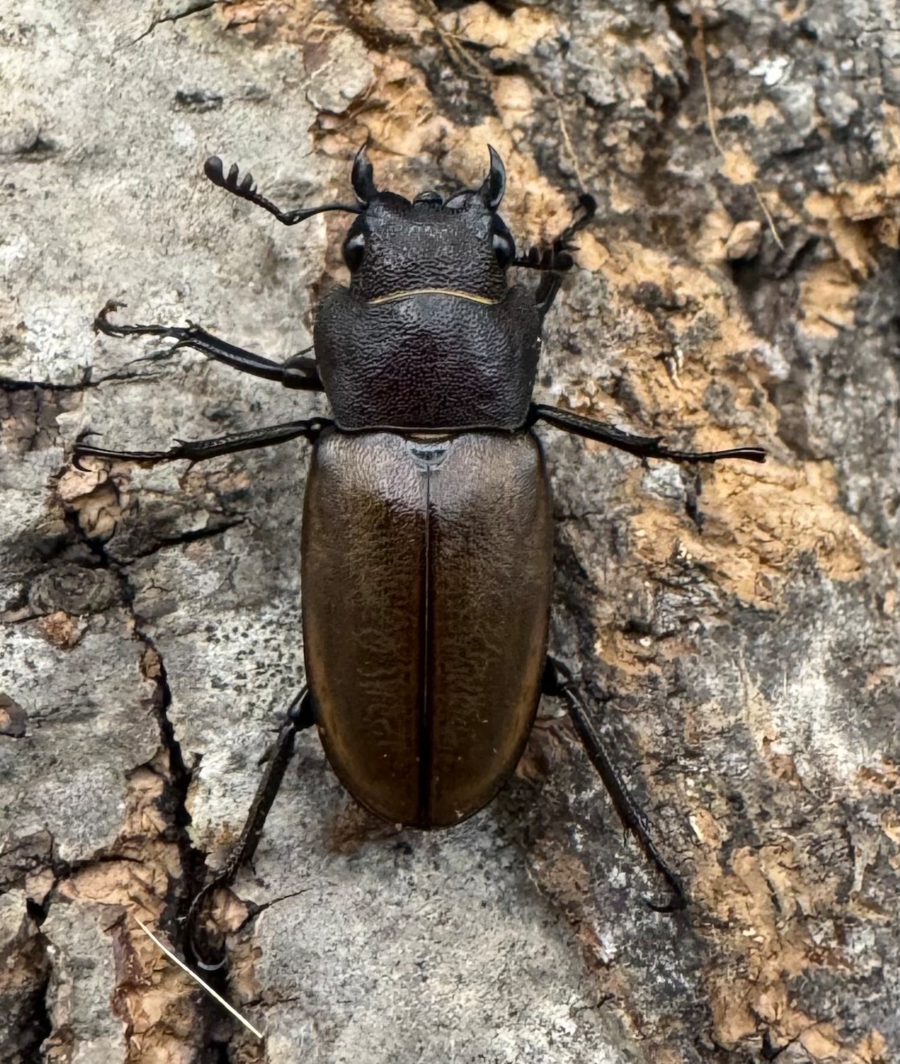 【WD】《モンタネルスホソアカクワガタ 63mm ペア》