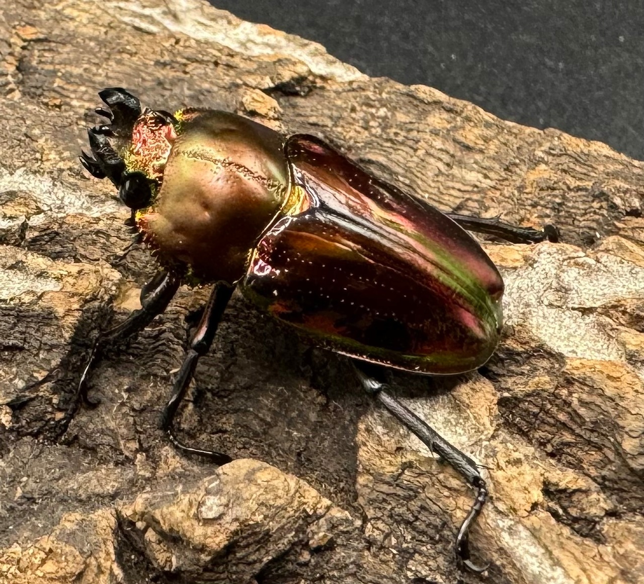 《ニジイロクワガタ 52mm ペア》