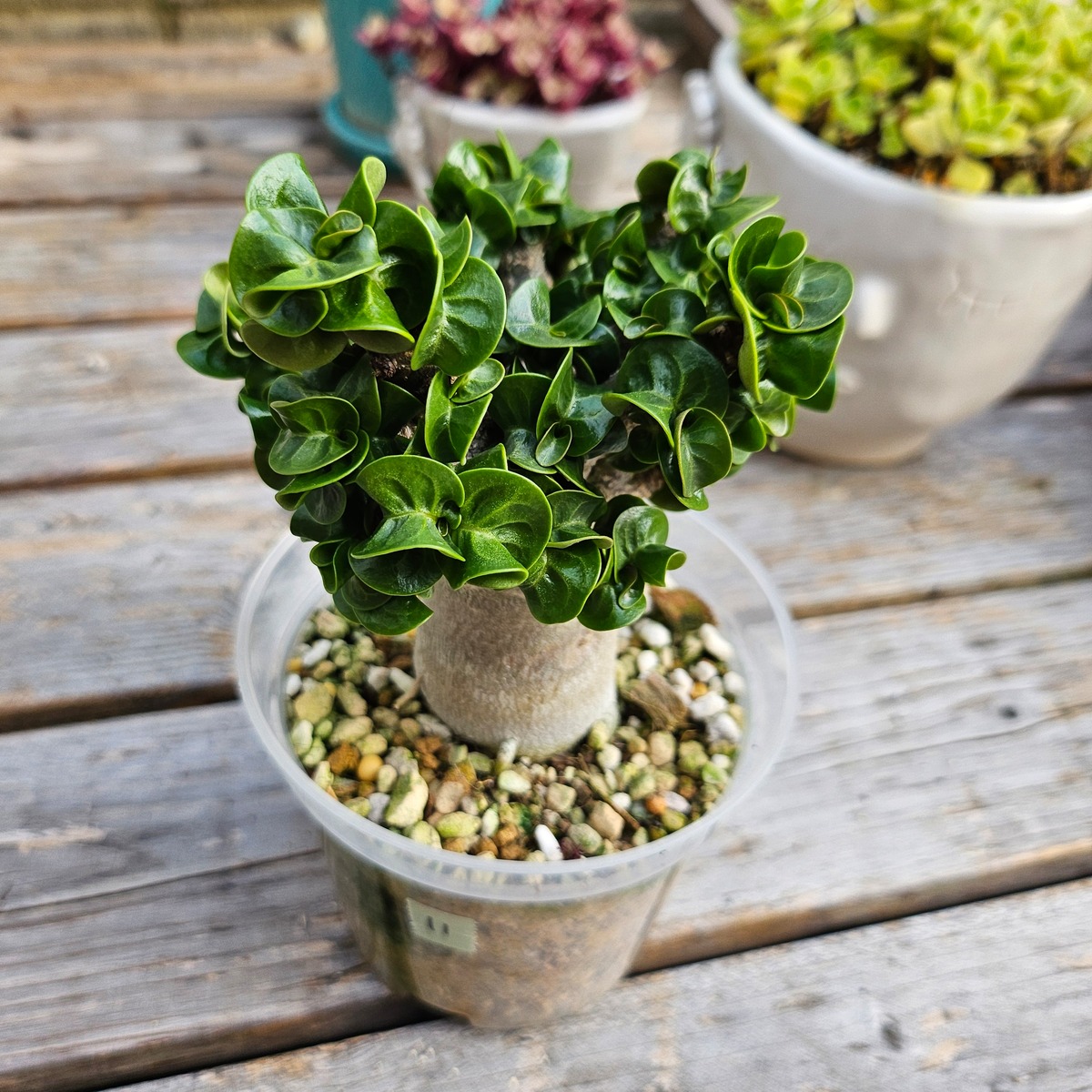 獅子葉/アデニウム/極太】Dorset Horn Adenium（DHA)①（アデニウム  