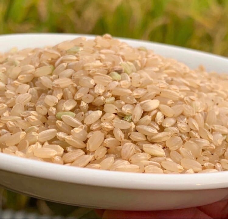 2024年度(令和5年度) 岡山県産ヒノヒカリ 玄米10kg〈米穀用保冷庫保管〉 令和5年度 岡山県産 ヒノヒカリ 玄米 10キロ