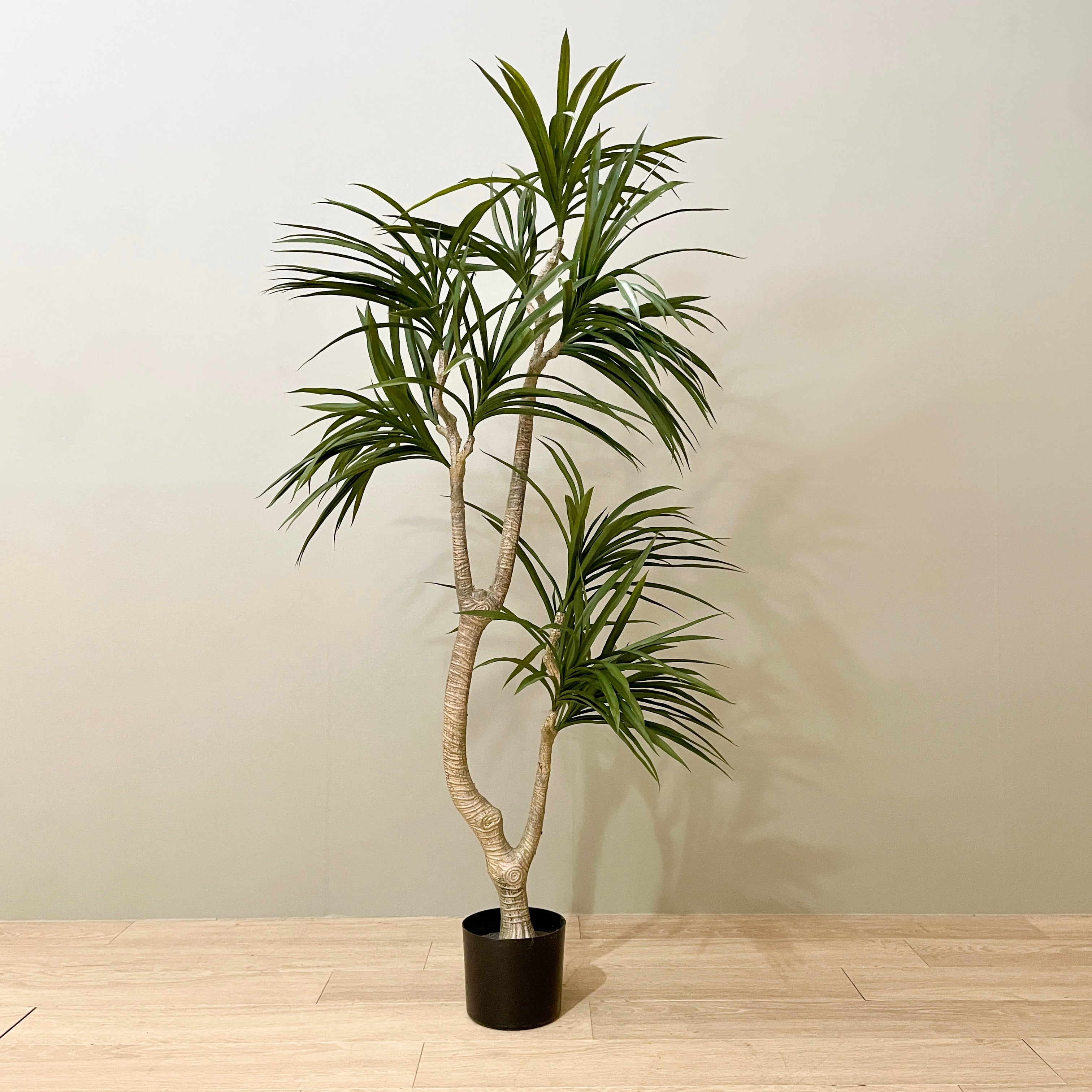 ドラセナ コンシンネ 観葉植物 大型150cm 大型】 ドラセナ・コンシンネ 150cm フェイクグリーン | mwgarden