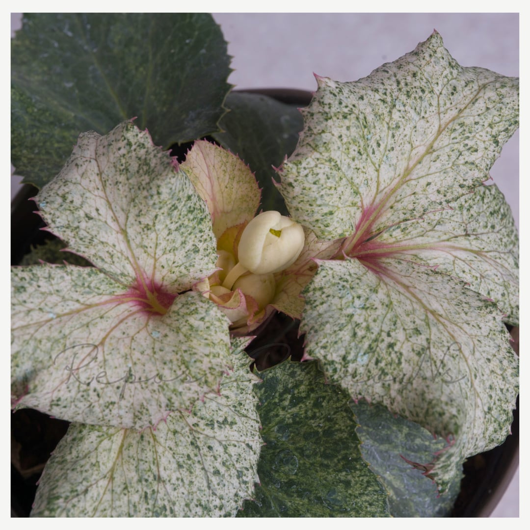 クリスマスローズ：HGC・スノ－フィーバー（5号鉢）斑入り クリスマス