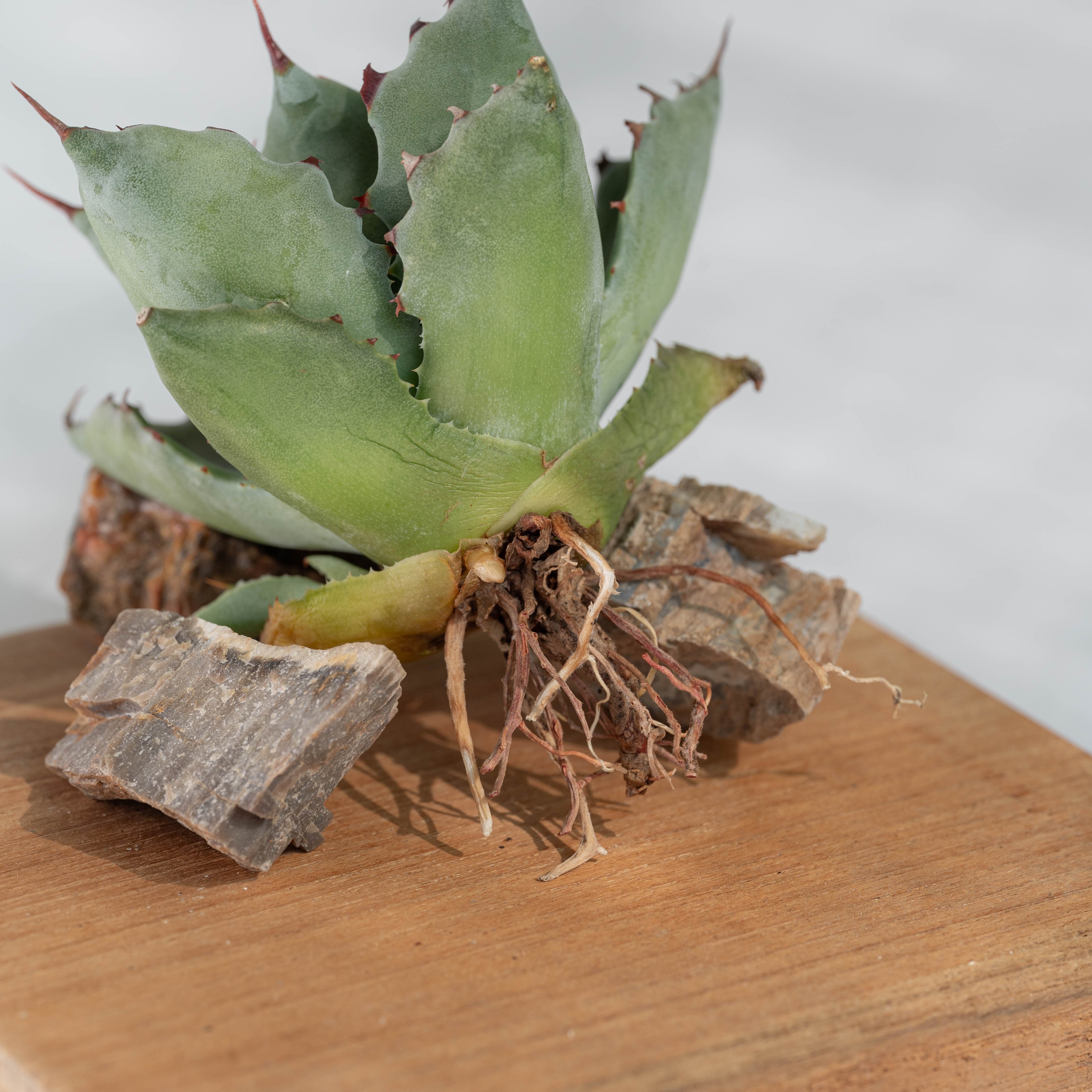 アガベ ハイブリッド 姫蠍蟹 イシスメンシス 甲蟹