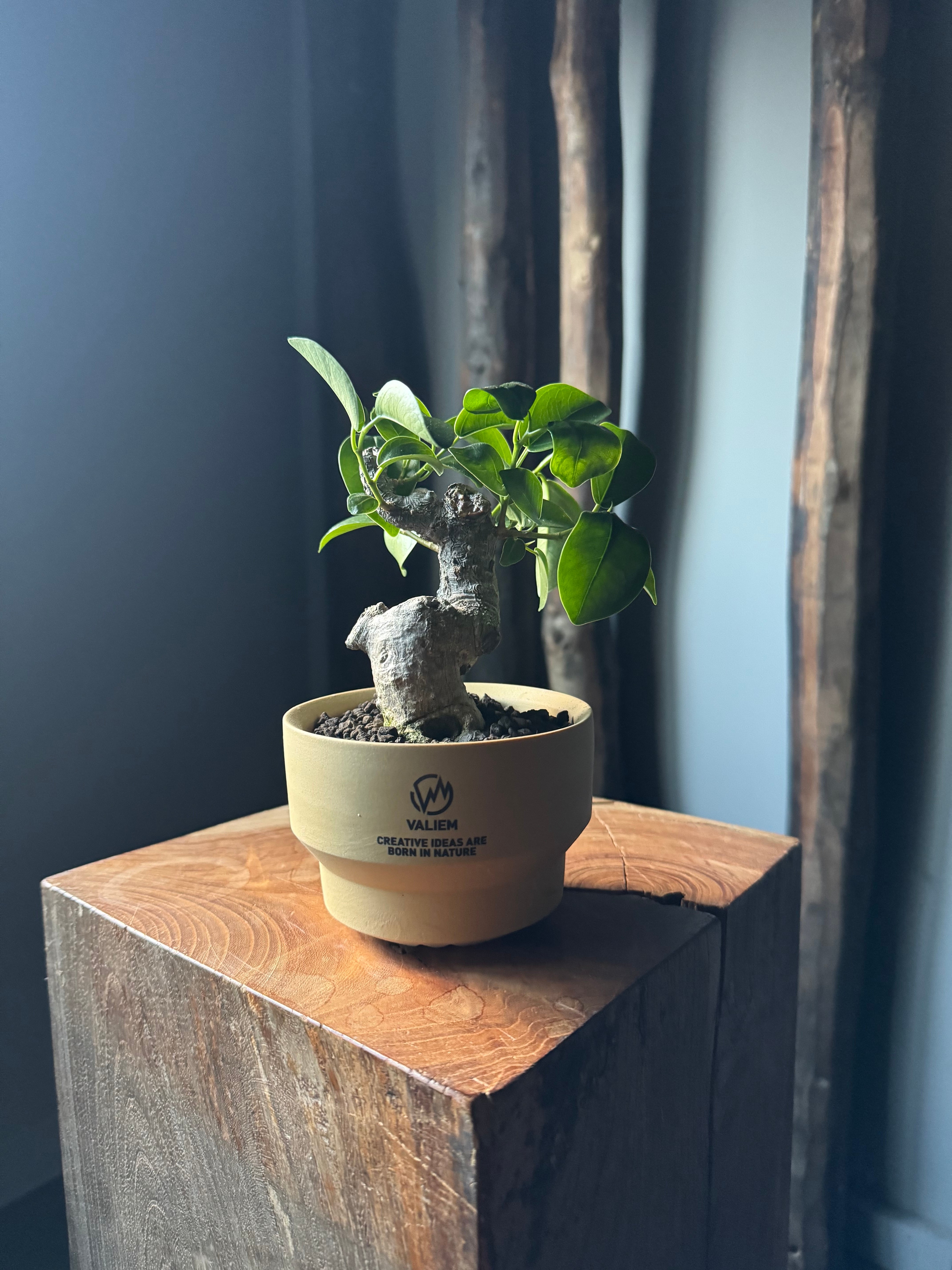 盆栽 | 青坊主-aobouzu-