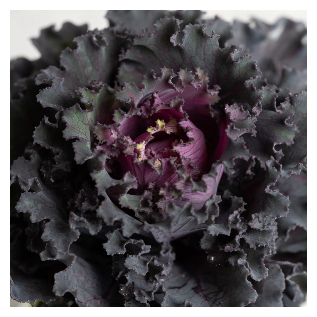 ハボタン:パニエ(2.5号)ゲブラナガトミヨ フリル 葉牡丹 ハンギング 寄せ植え リース 冬の花 鉢植え 庭植