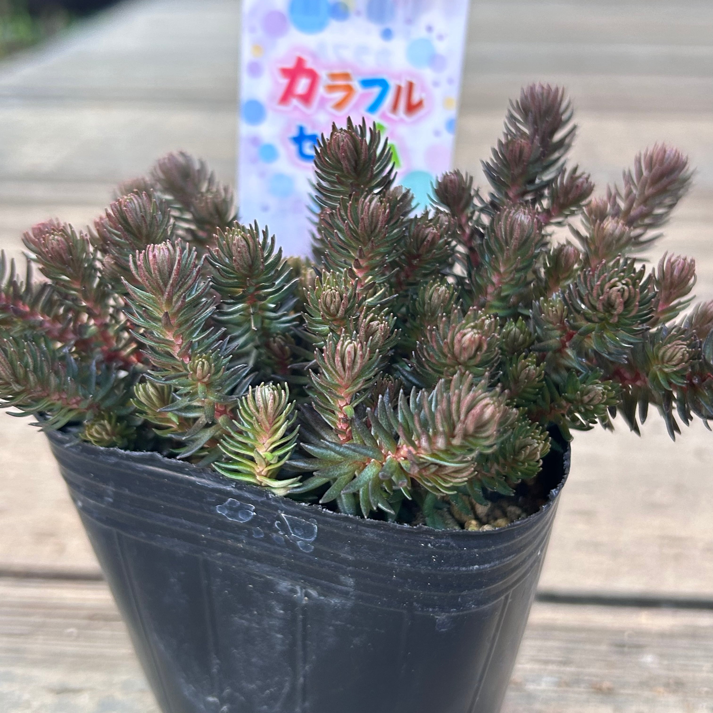 チョコレートボール | RuPo 多肉植物専門店