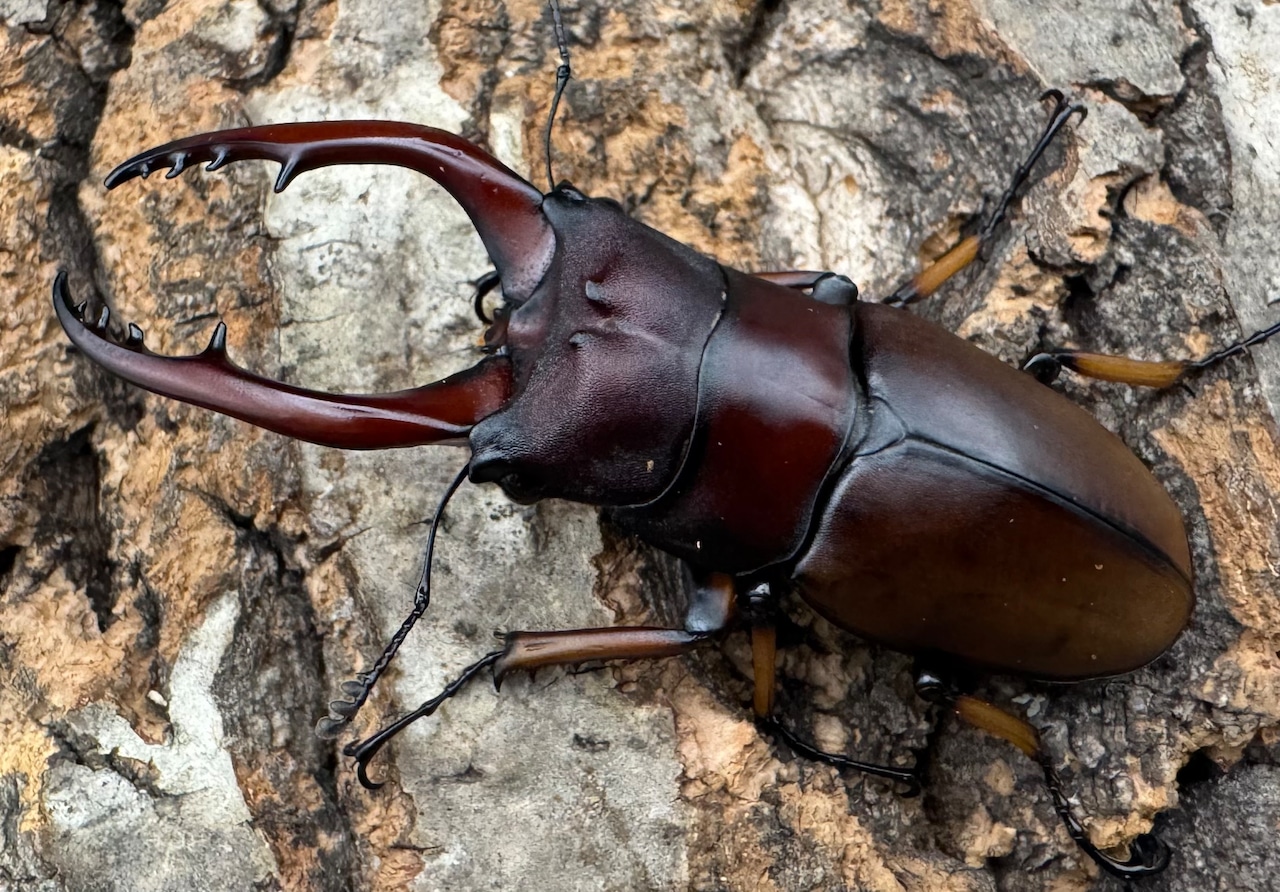 【WD】《アスタコイデスノコギリ ベンクール産 62.5mm ペア》